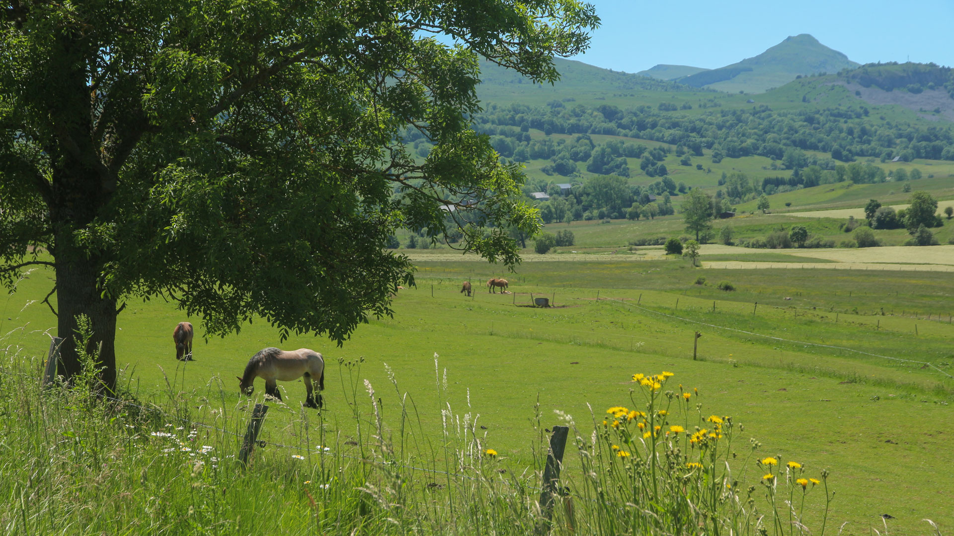 paysage très vert de l'Auvergne avec des chevaux
