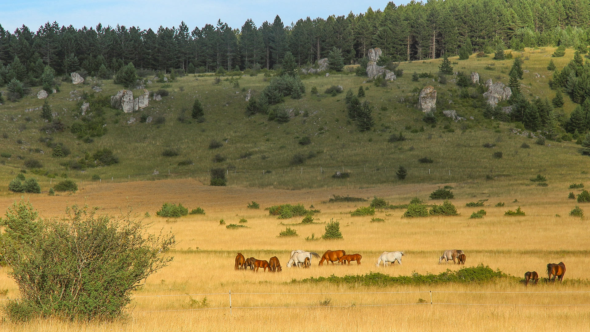 chevaux de prewalski