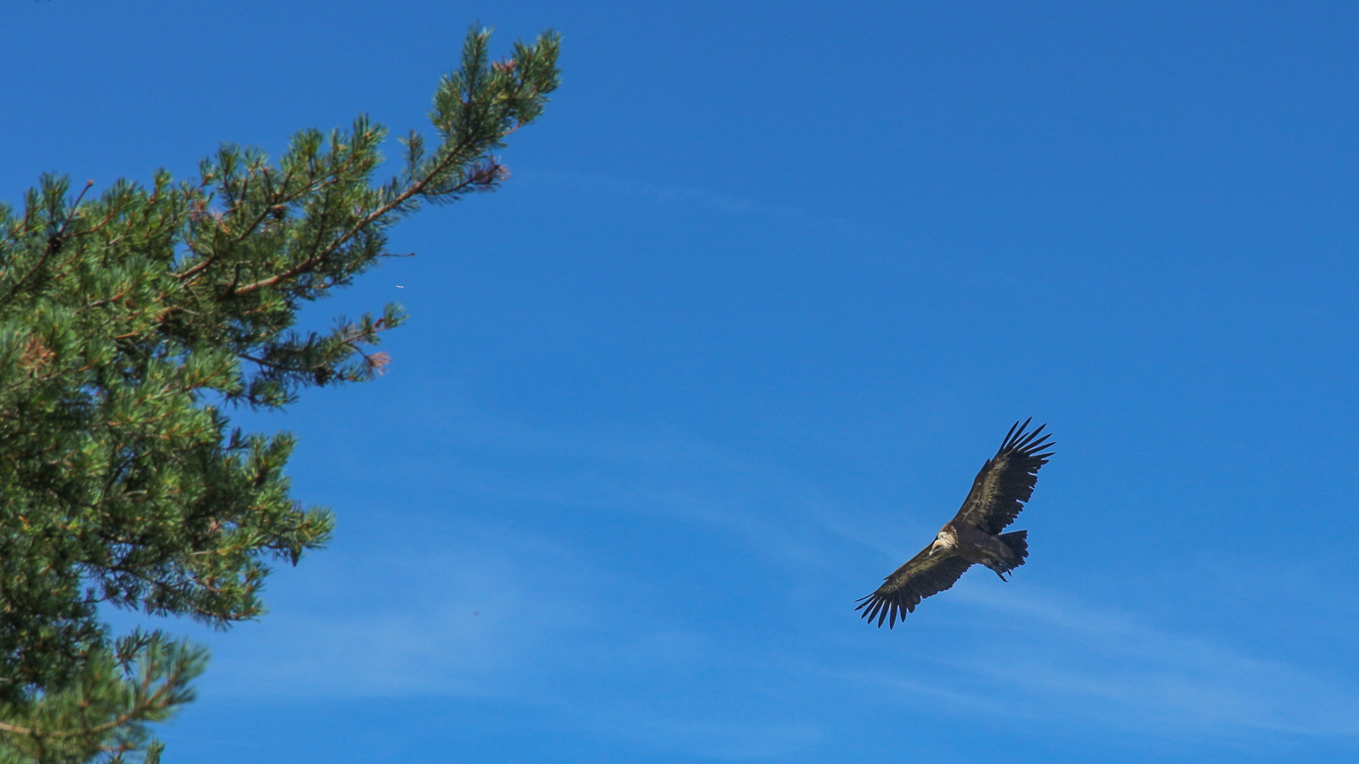 vautour dans le parc des Cevennes