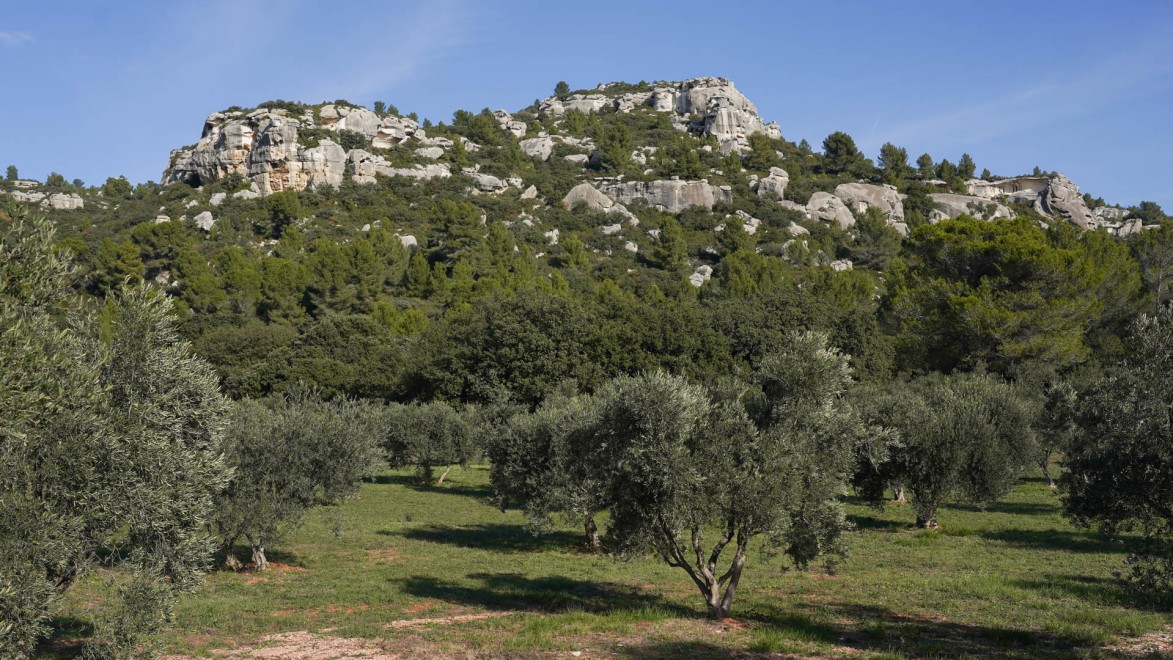 Oliviers dans les Alpilles