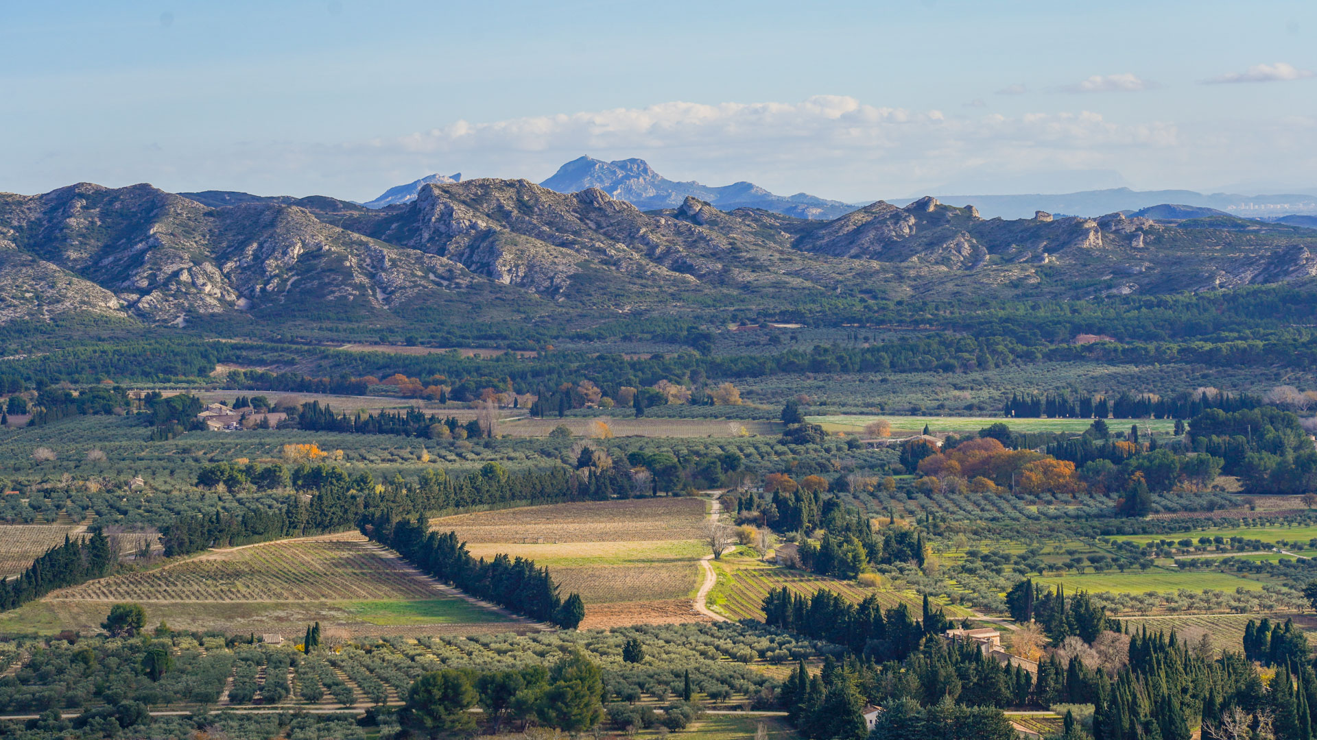 vue sur les vignobles au pied des Alpilles