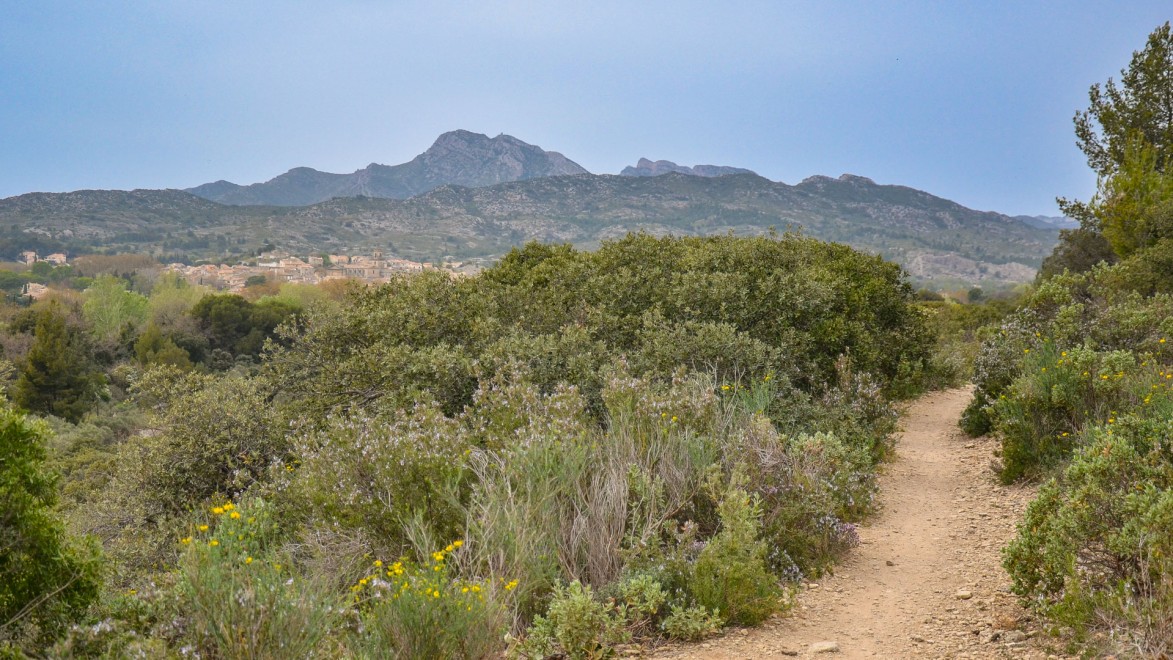 chemin dans la garrigue provençale