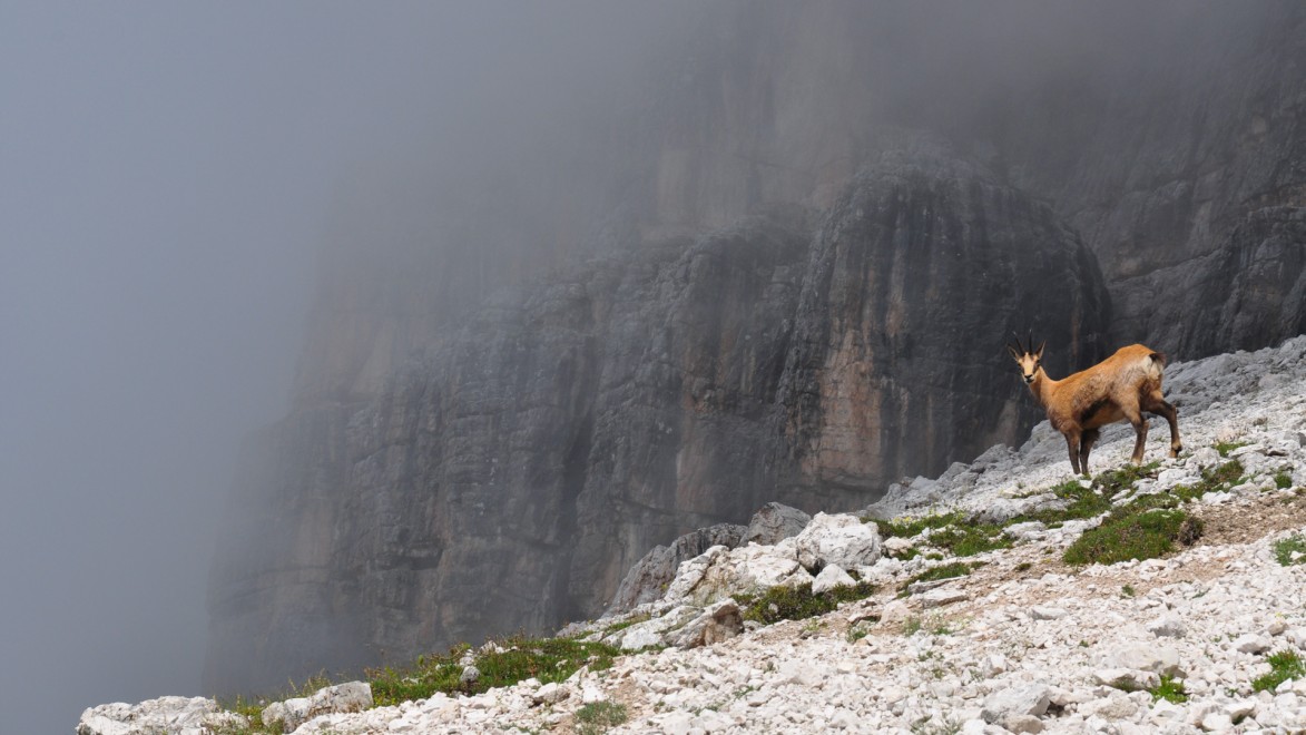 Un chamois dans l'univers minéral des Dolomites