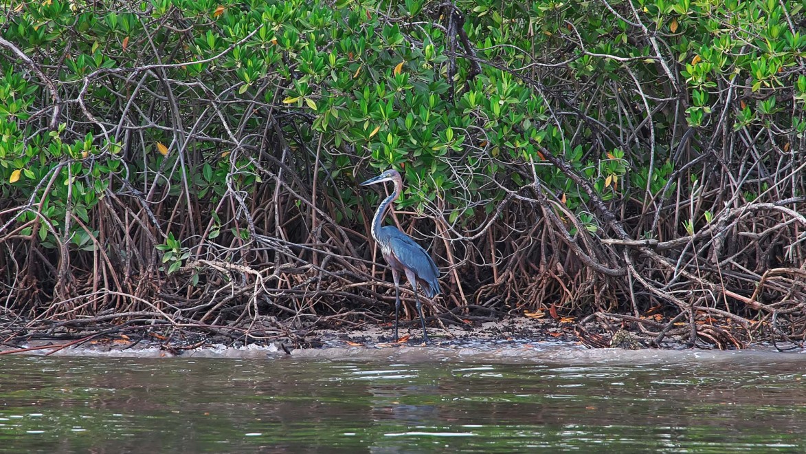 Un oiseau dans les mangroves du fleuve Casamance et Mangroves