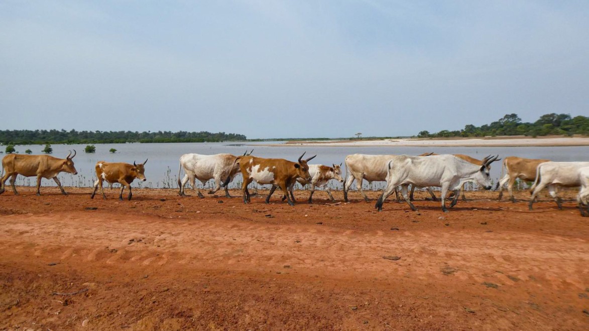 Des vaches au bord du fleuve Casamance