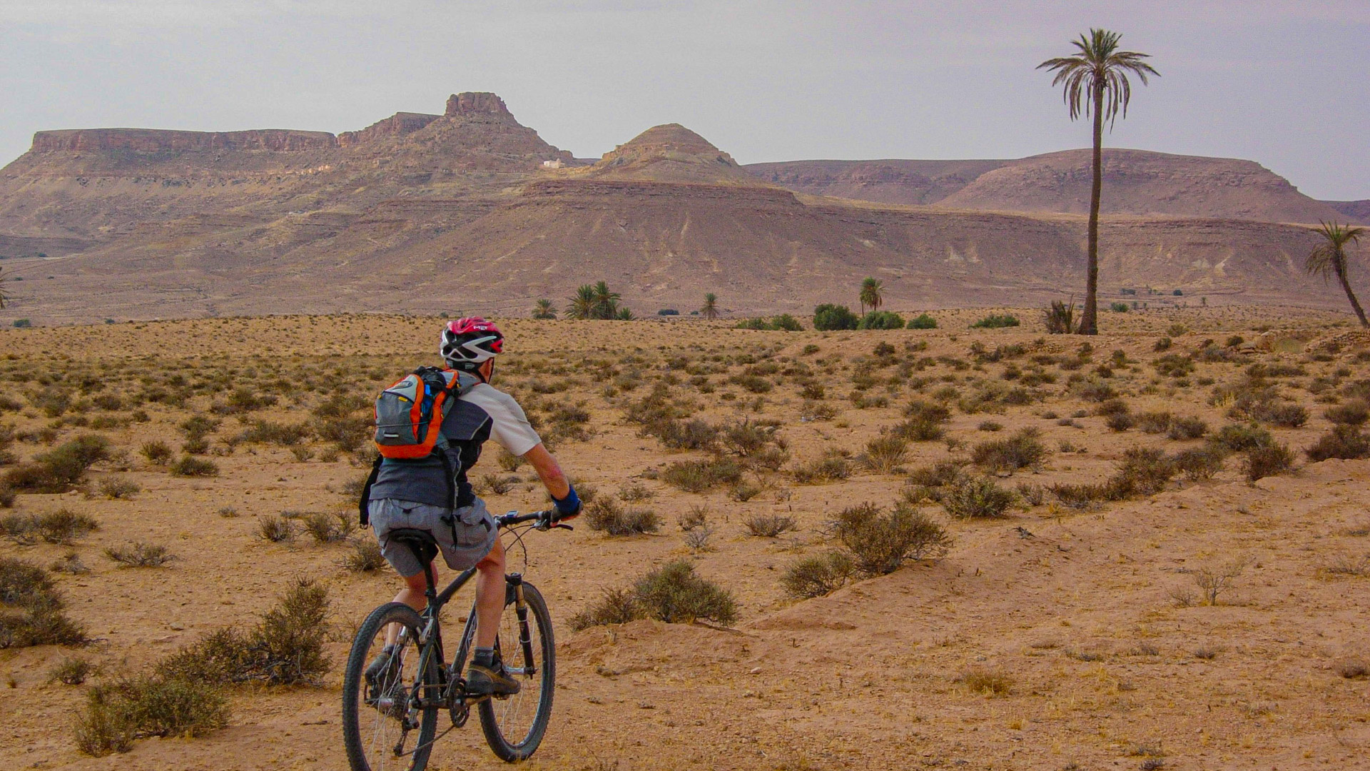 un VTT traverse une plaine où se dresse un palmier