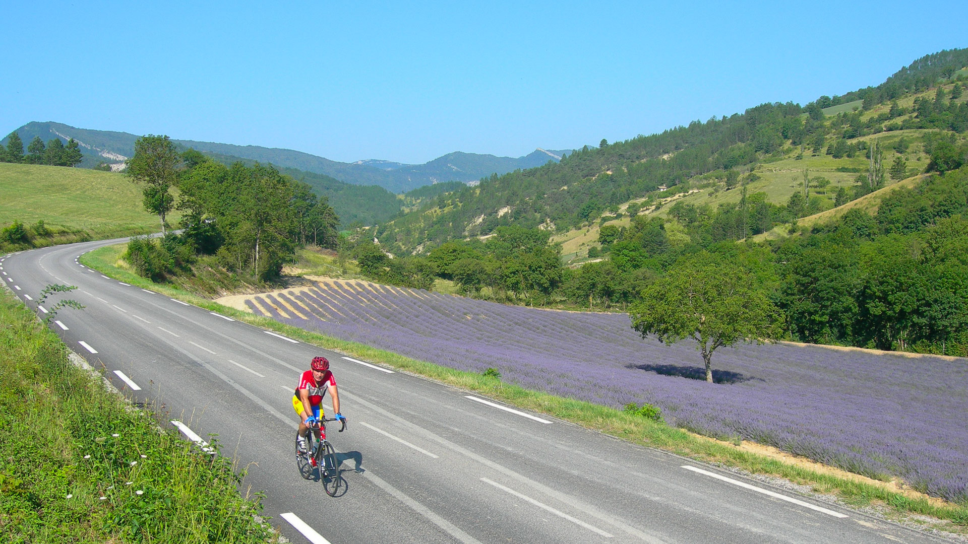 un cycliste roule le long des champs de lavande