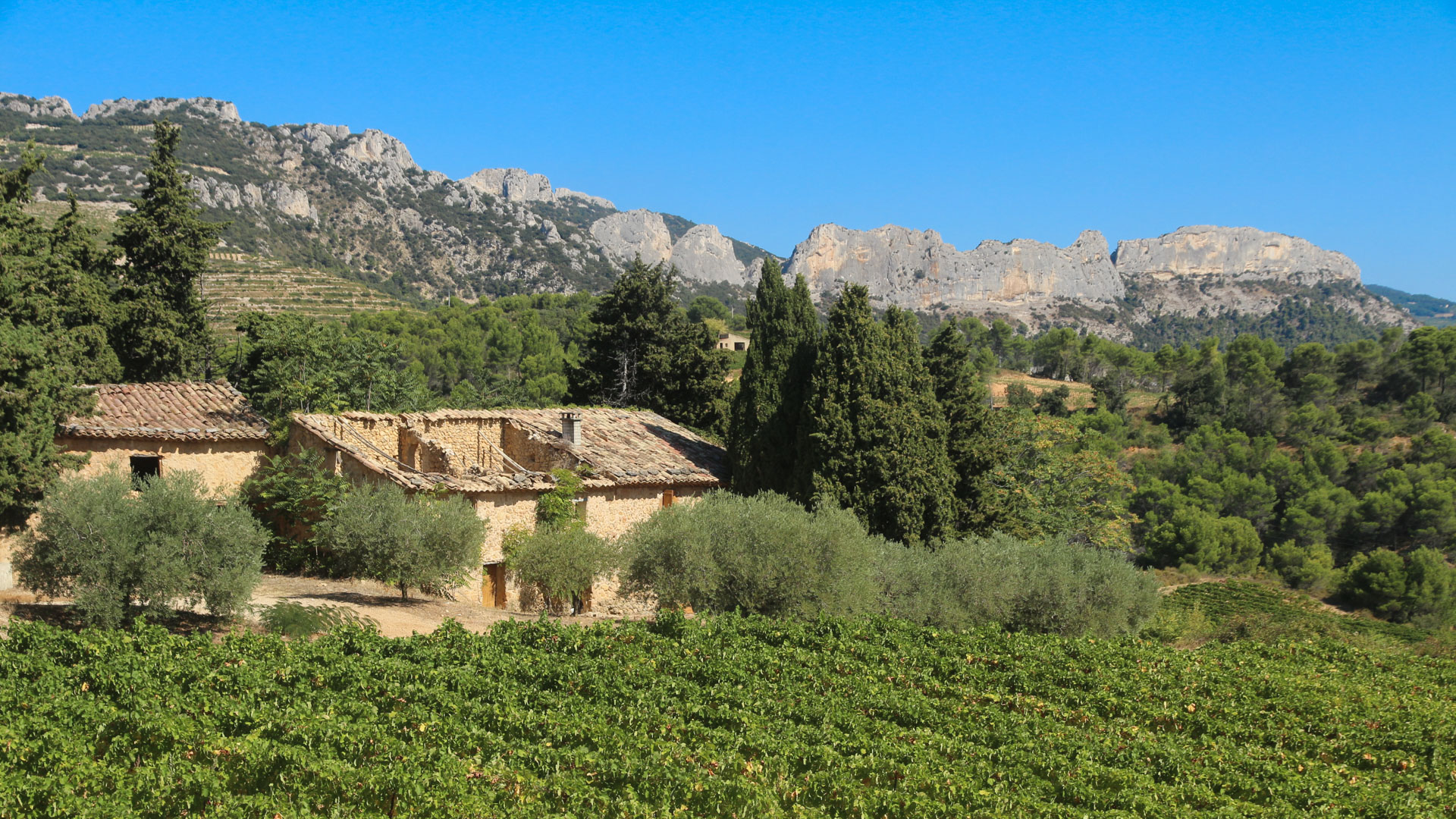 maison provençale à l'abandon au milieu des vignobles de Provence