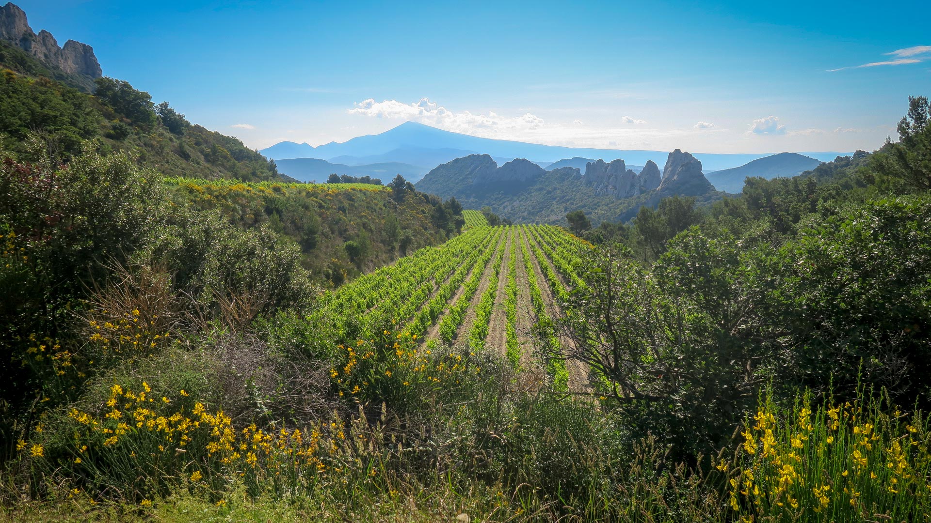 les vignobles de Gigondas avec en fond les Dentelles de Montmirail