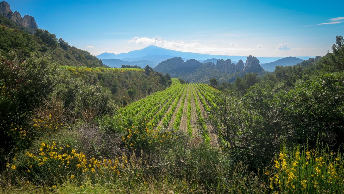 les vignobles de Gigondas avec en fond les Dentelles de Montmirail