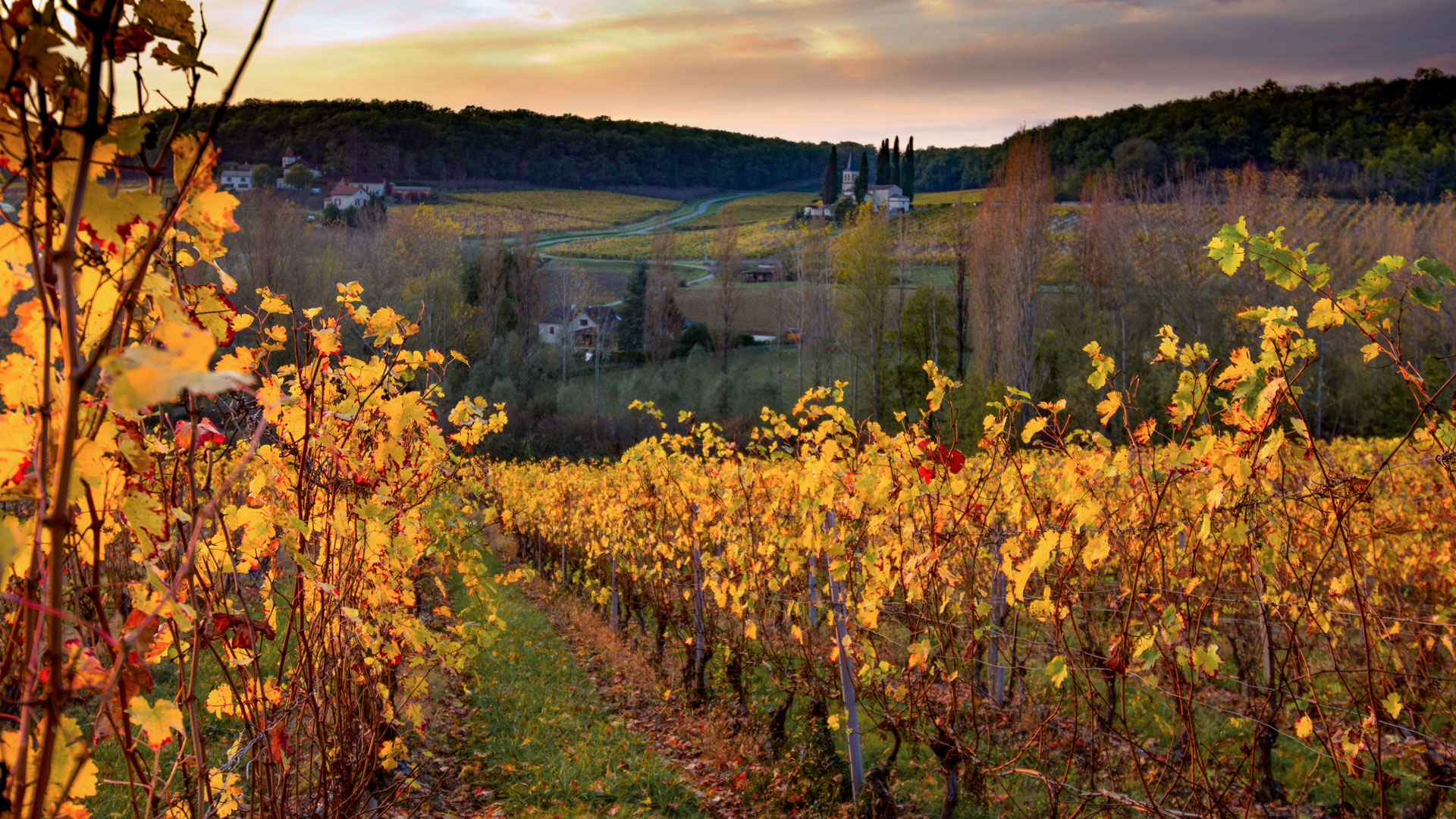 vignoble périgourdins aux couleurs automnales