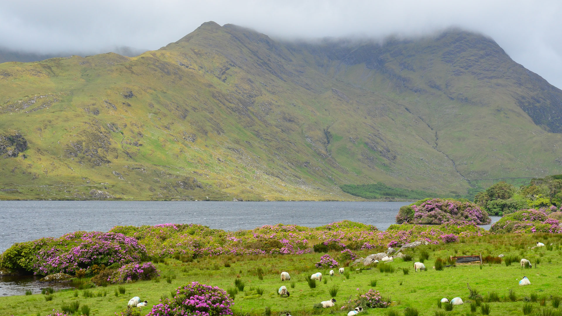 troupeau de moutons au milieu de buissons de fleurs le long d'une route, dans la région du Connemara dans l'ouest irlandais