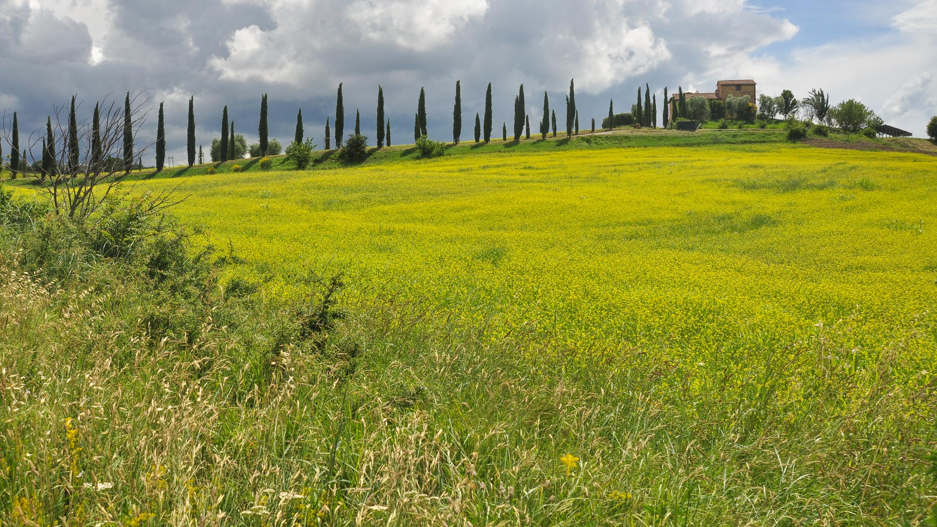 paysage rural de la Toscane, avec un champ de blé et une allée de cyprès menant à une grosse bâtisse en pierres
