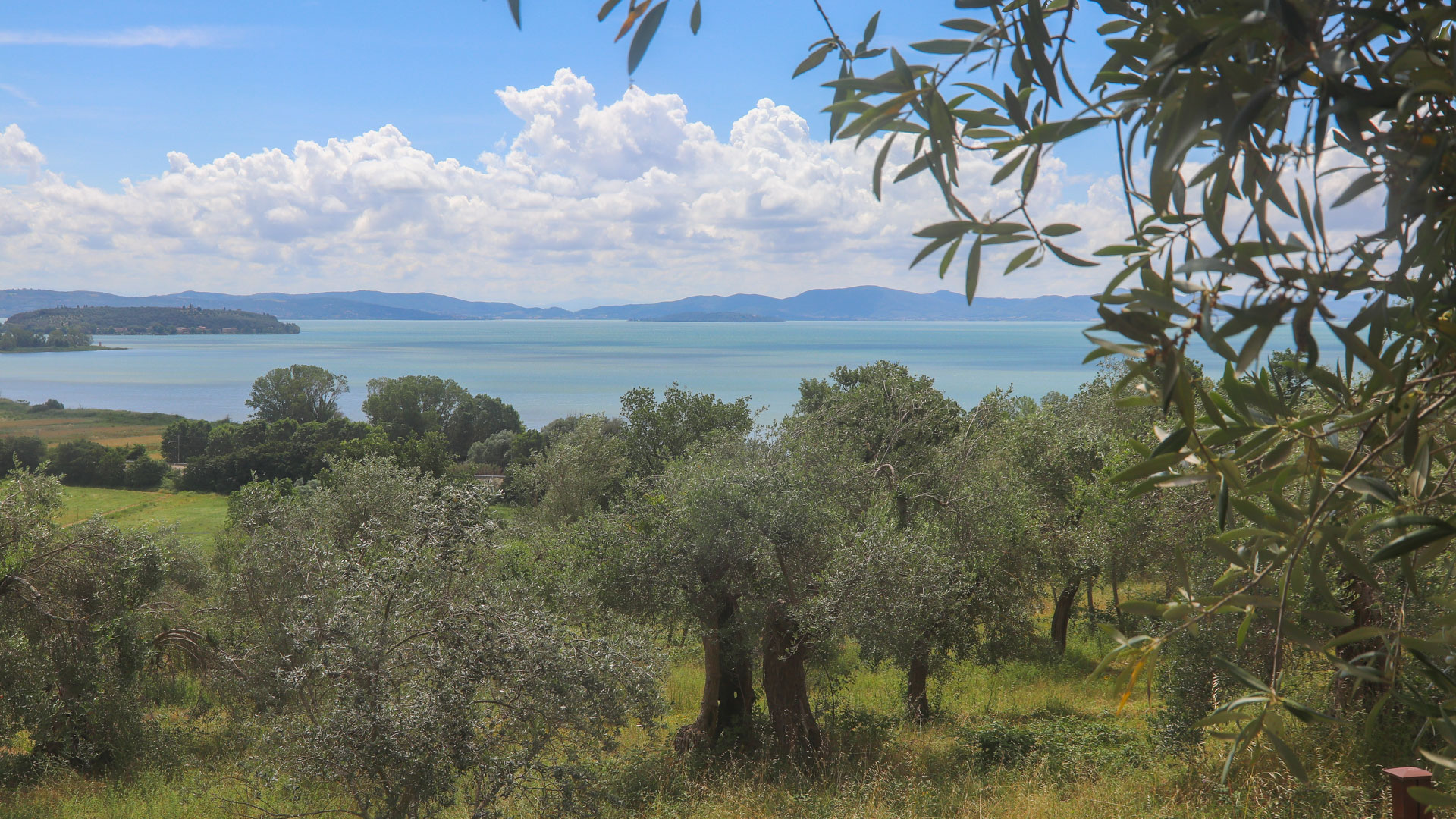 vue sur des champs d'oliviers avec le Lac Trasimène à l'arrière plan.
