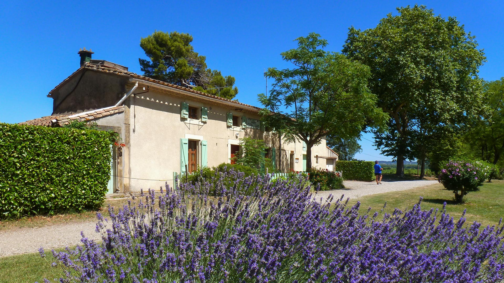 lavande fleurie et maison sur le Canal de la Robine