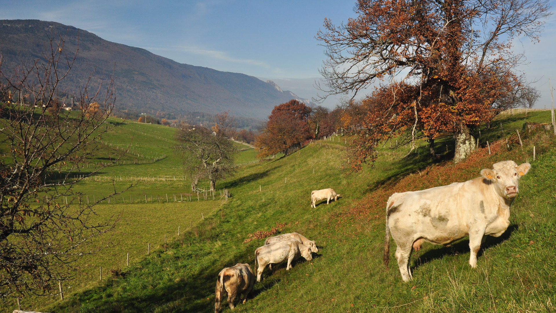 vaches dans les grasses prairies du massif de la Chartreuse