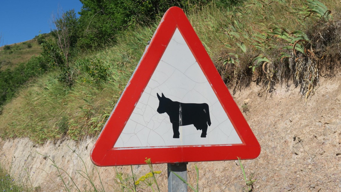 panneau de signalisation routière en Espagne d'alerte au bétail