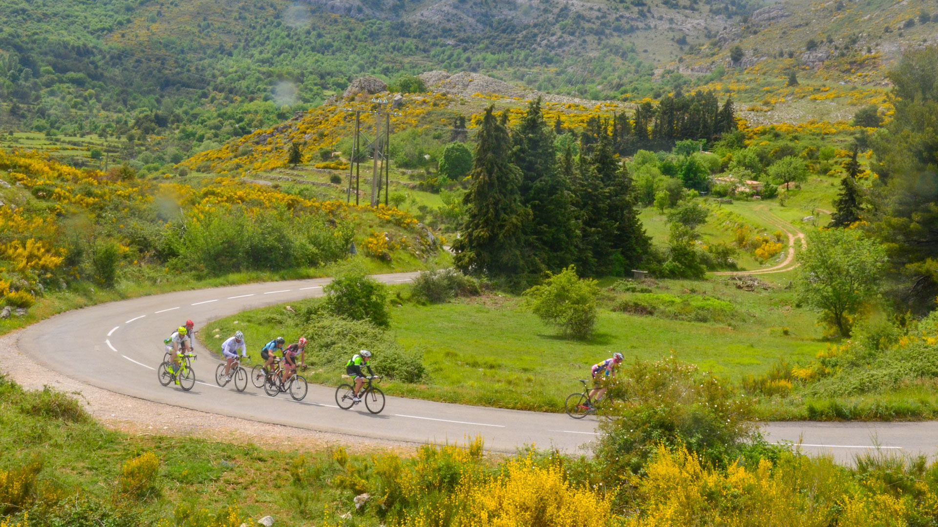 un groupe de cyclistes en vélo de route en direction d'un col, dans un environnement sauvages avec des prés et sapins.
