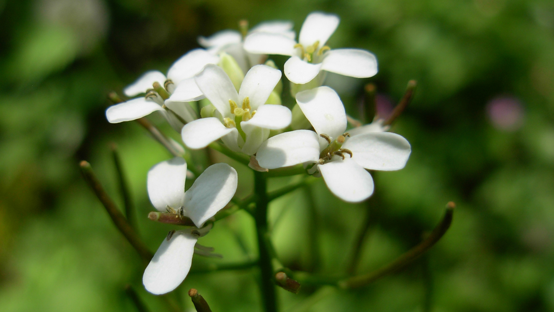 Périgord, fleur du bord de route