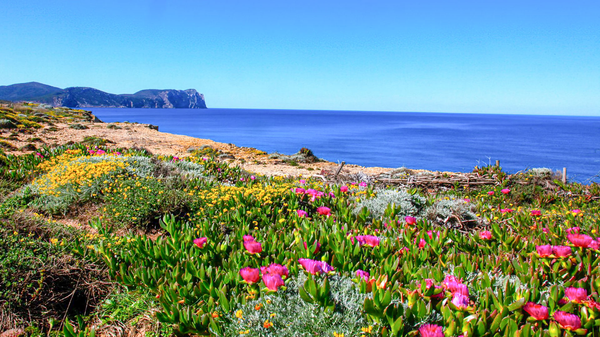 des fleurs et une plage au bord de la Méditerranée