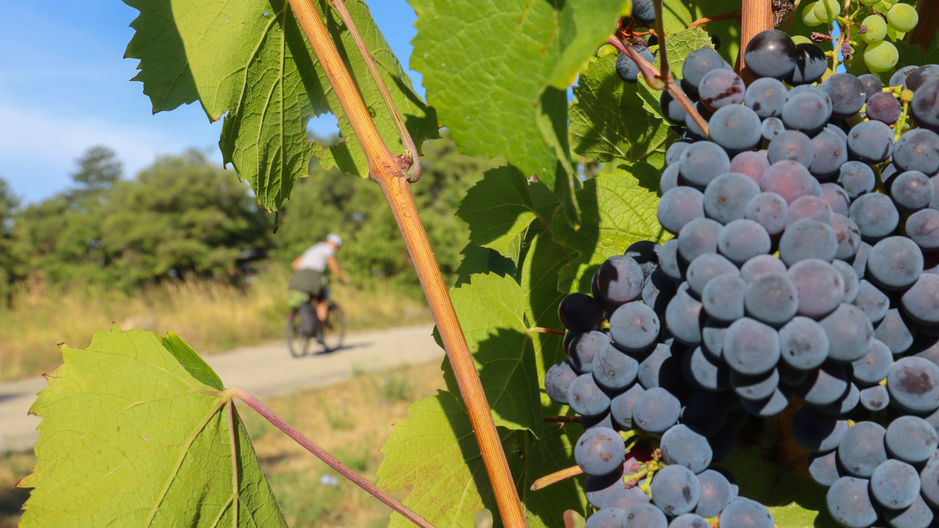 vélo dans les vignobles où poussent la fameuse Clairette de Die