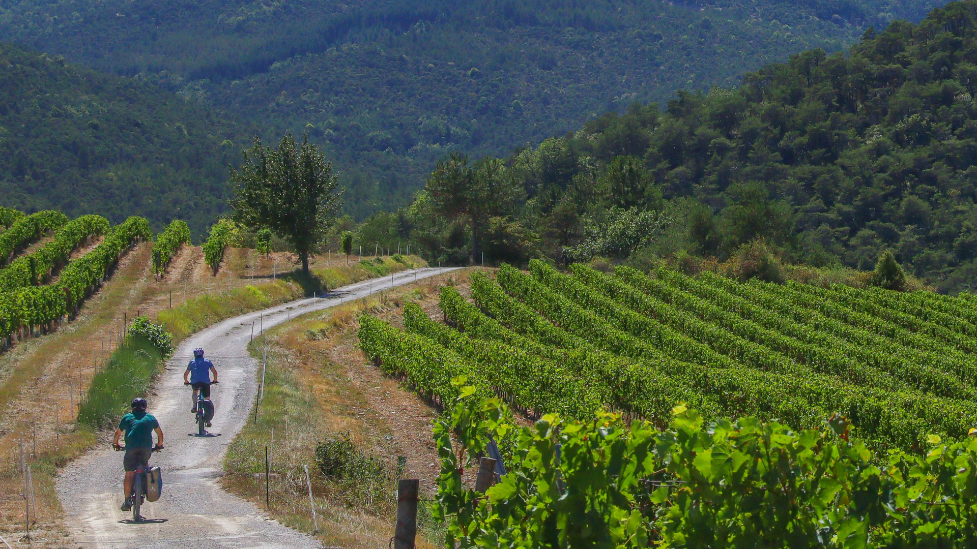 à vélo dans les vignobles de la Clairette de Die