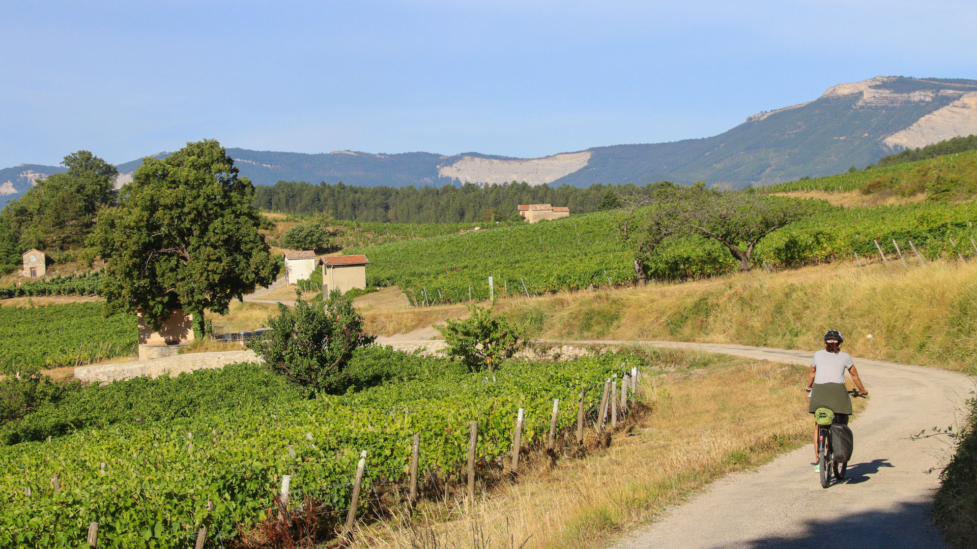 à vélo sur les routes tranquille du Diois dans les vignes