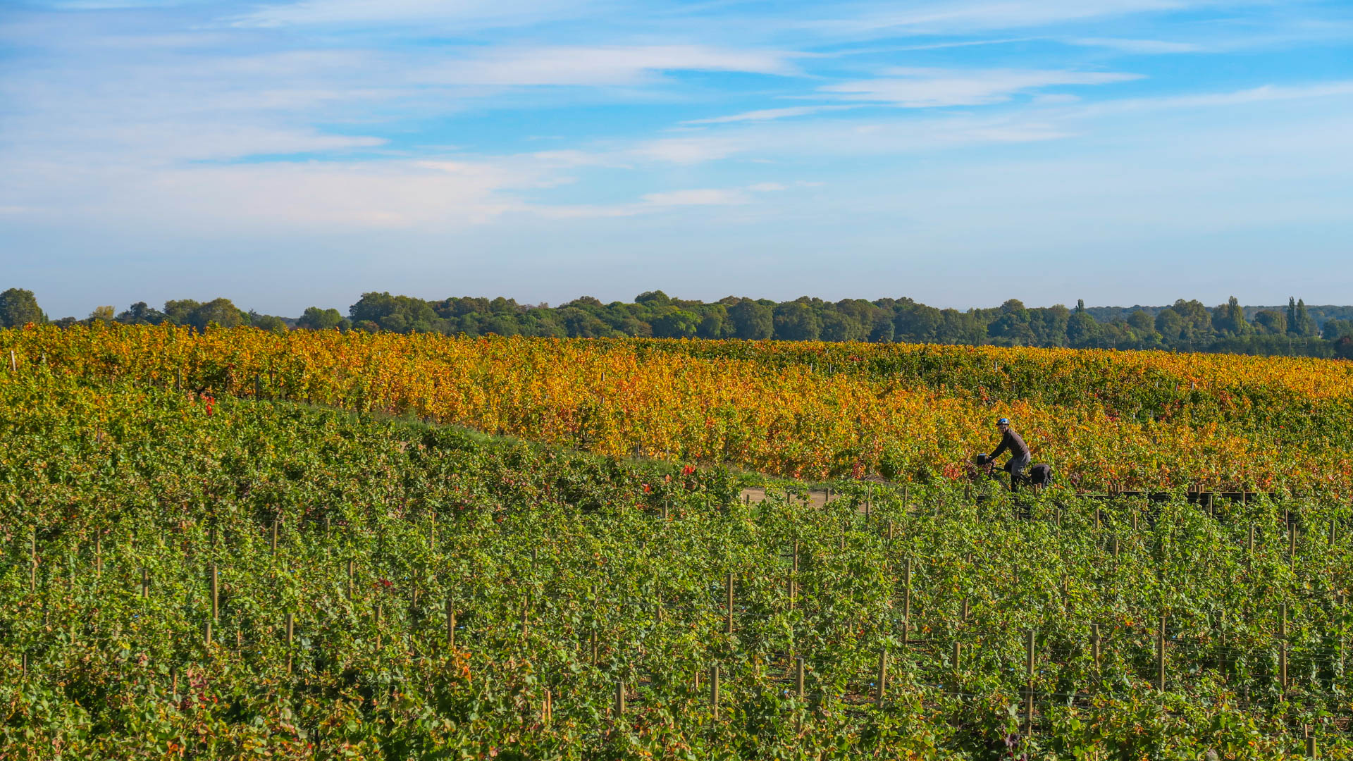 cycliste sur une petite route à travers les vignes de Bourgogne