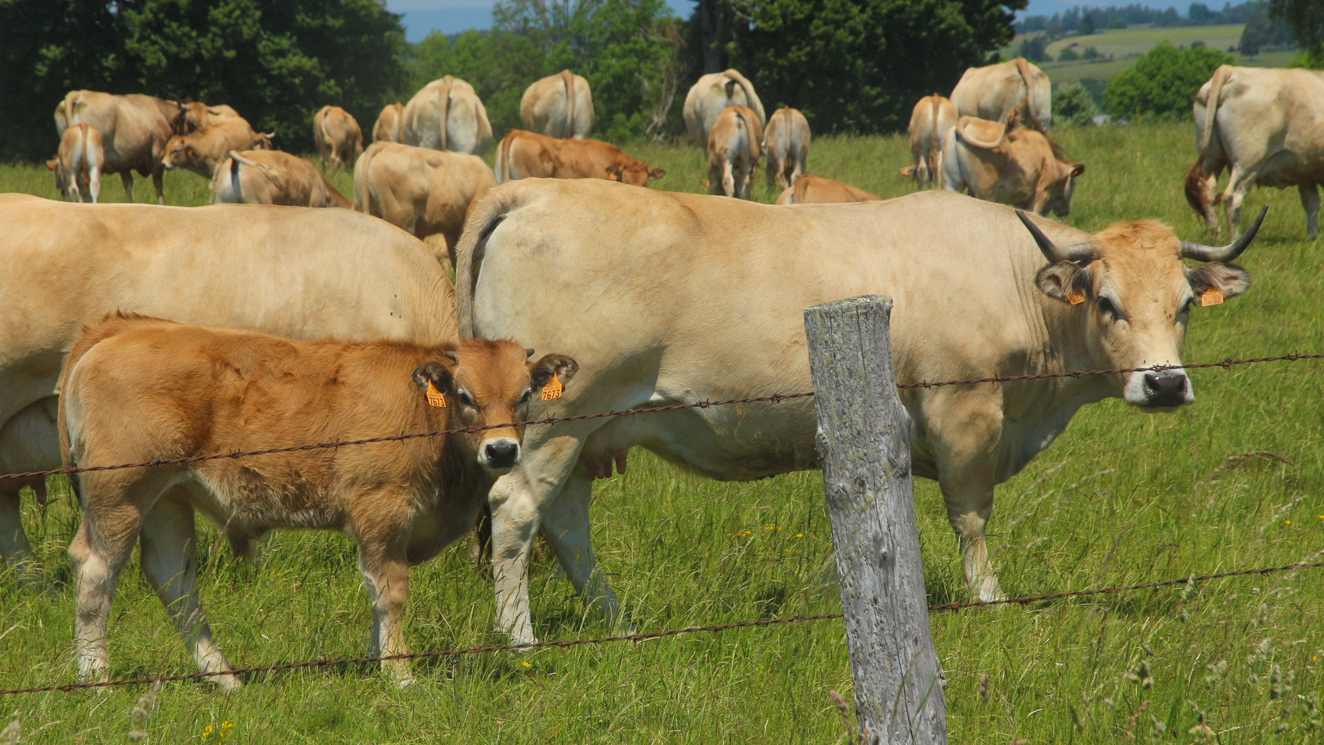 un troupeau de vaches Aubrac avec un veau