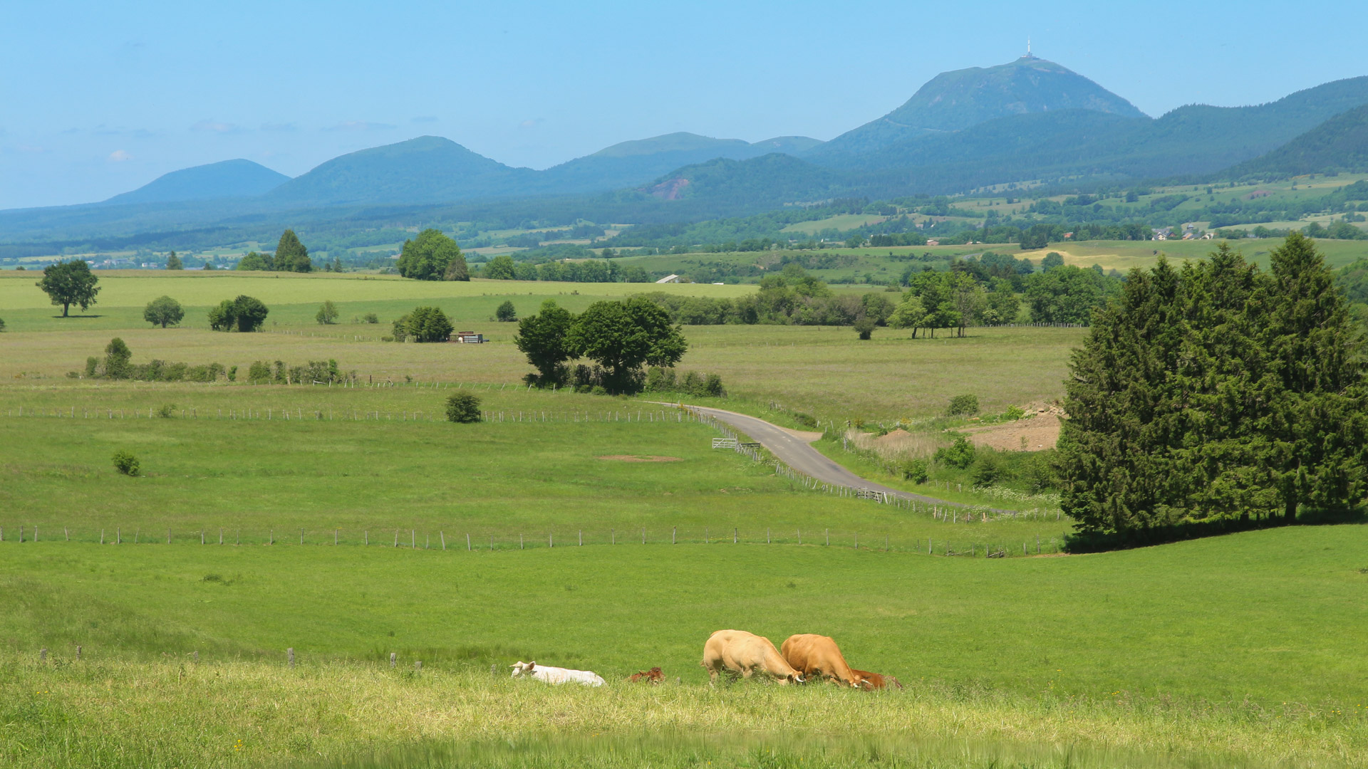 prairies avec des vaches devant le Puy de Dôme