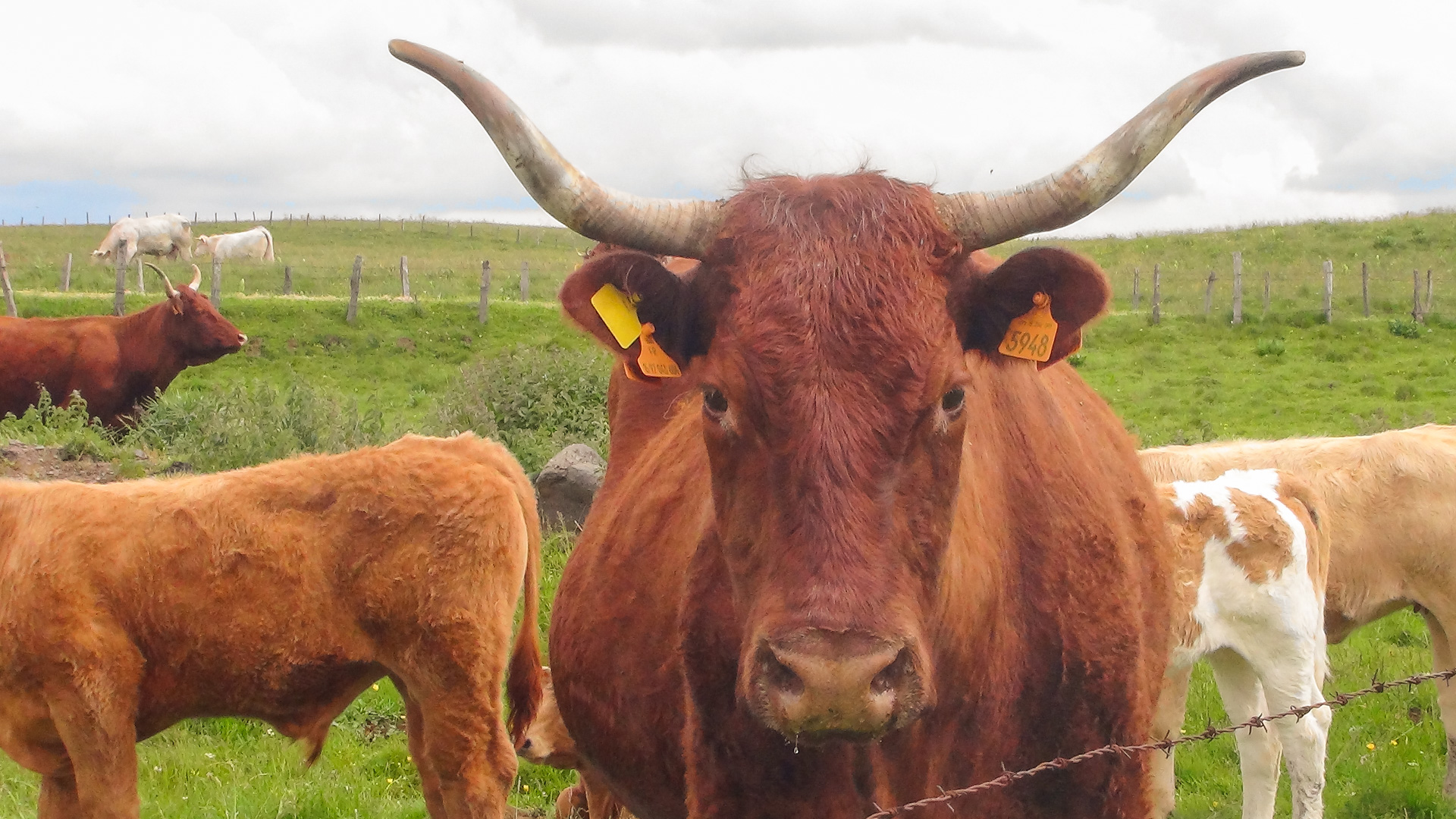 une vache salers du Massif Central