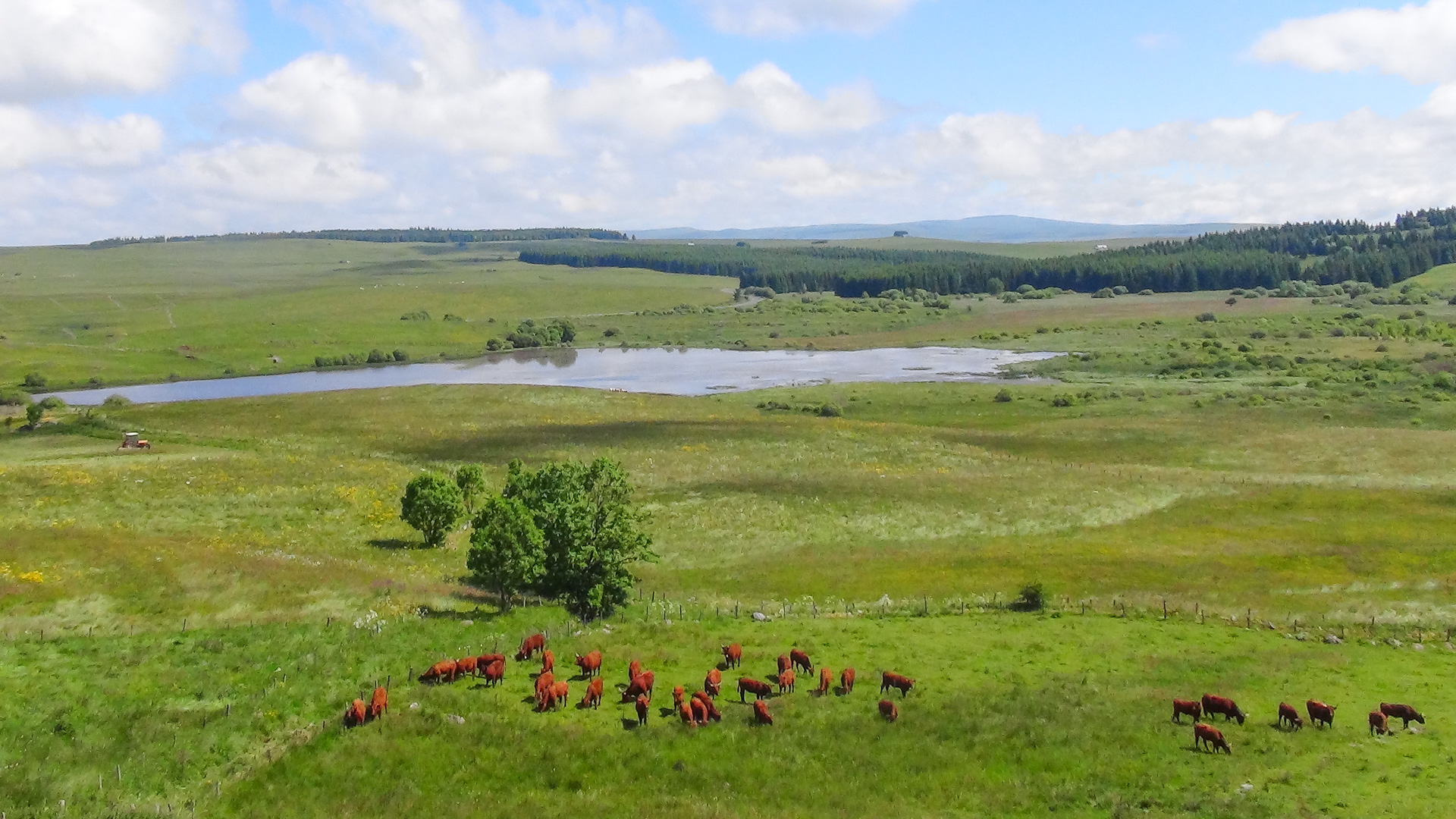 troupeau de vaches salers dans le Massif Central