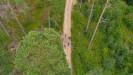 Vosges : FORÊTS ET MONTAGNES VOSGIENNES
