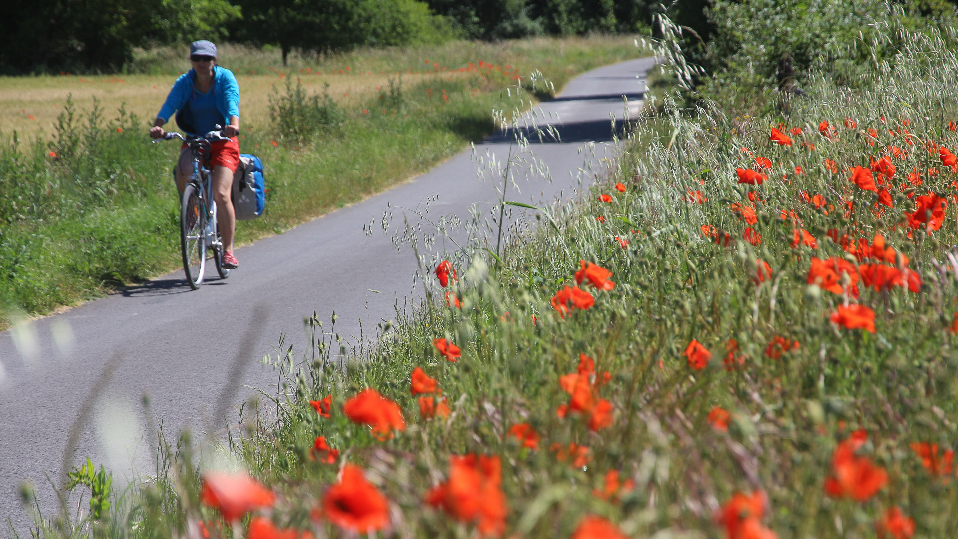 coquelicots sur le parcours vélo de la Loire