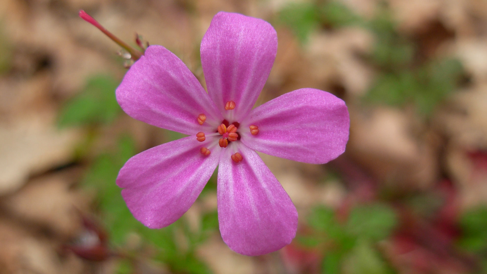 fleur du Périgord