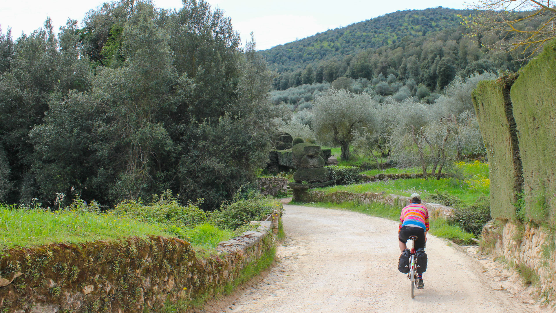 Homme à vélo sur une piste bordée d'oliviers