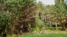 Maroc : DE L'ATLAS A LA VALLEE DU DRAA
