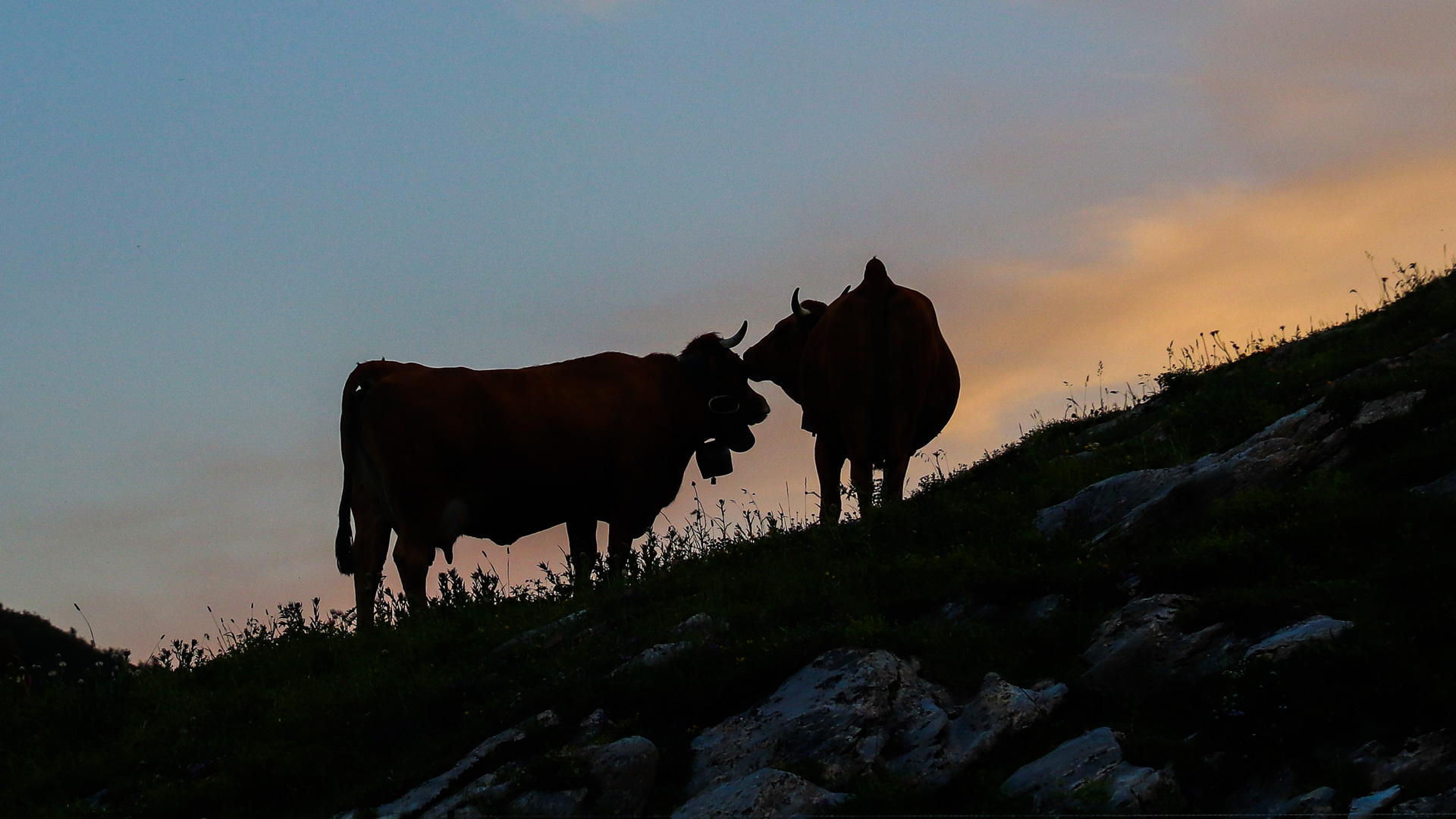 les tarines, vaches mythiques du massif du Beaufortain
