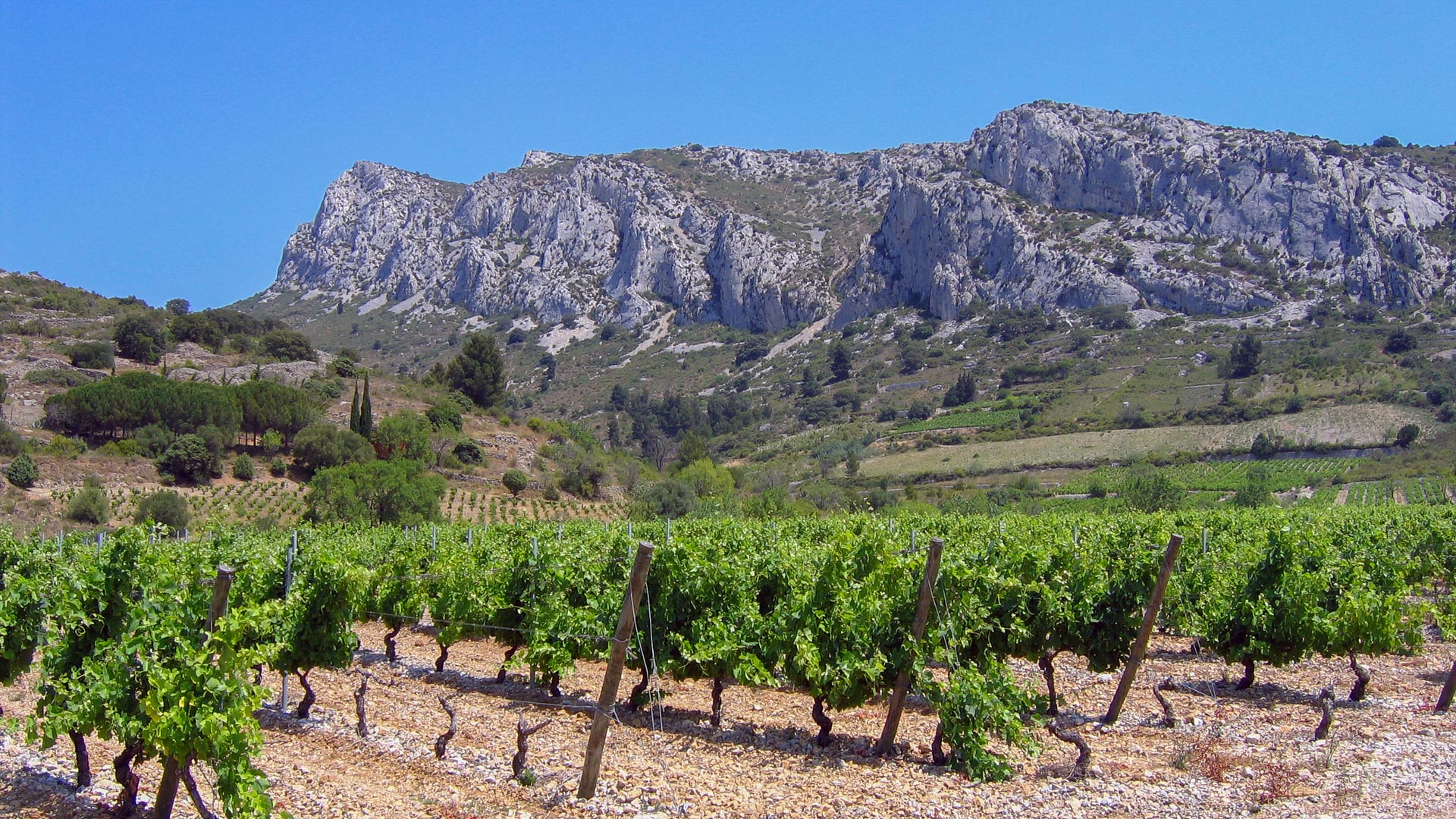 vignobles dans le Massif des Corbières