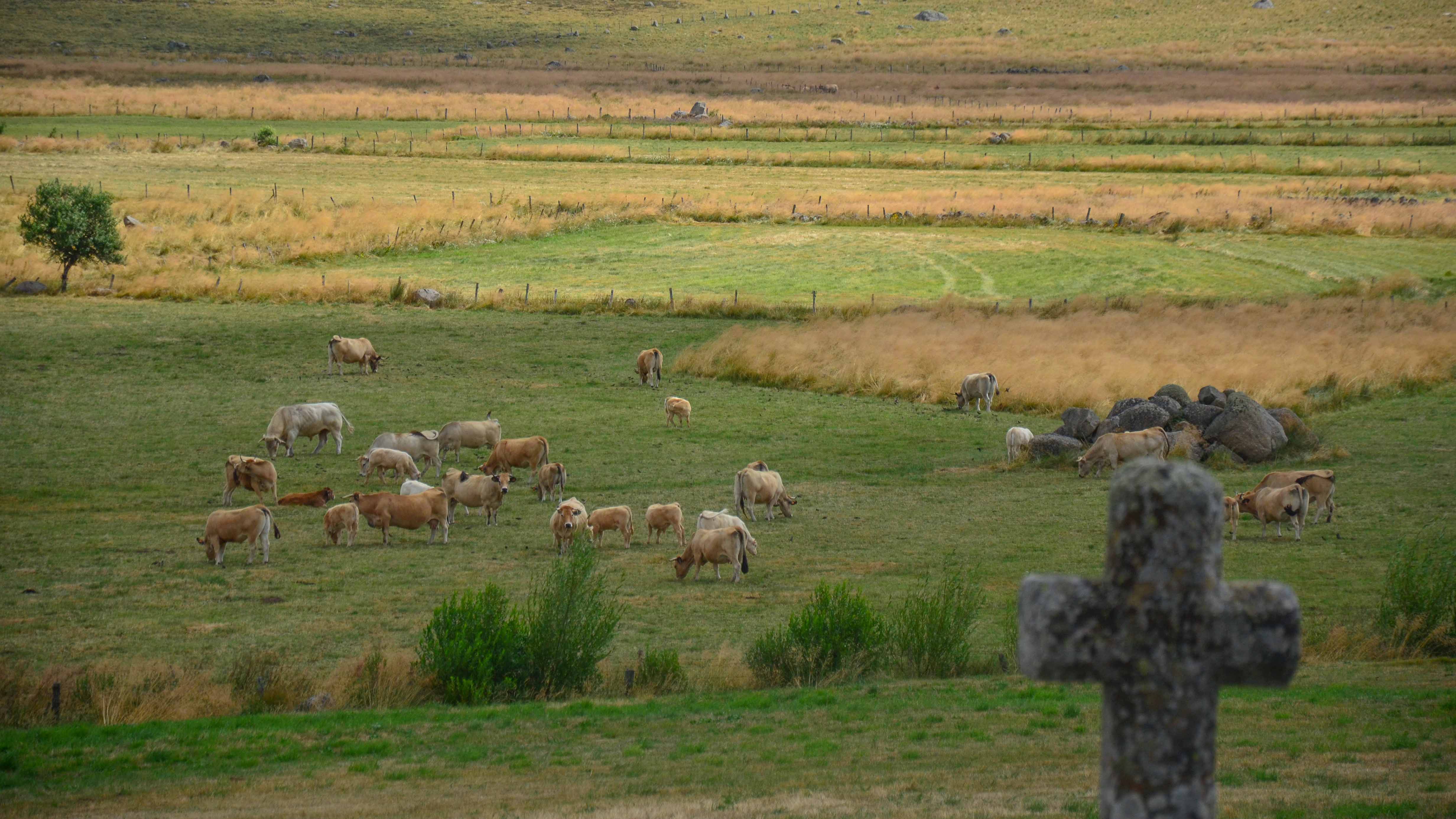 croix de pierre et troupeau dans le Massif Central