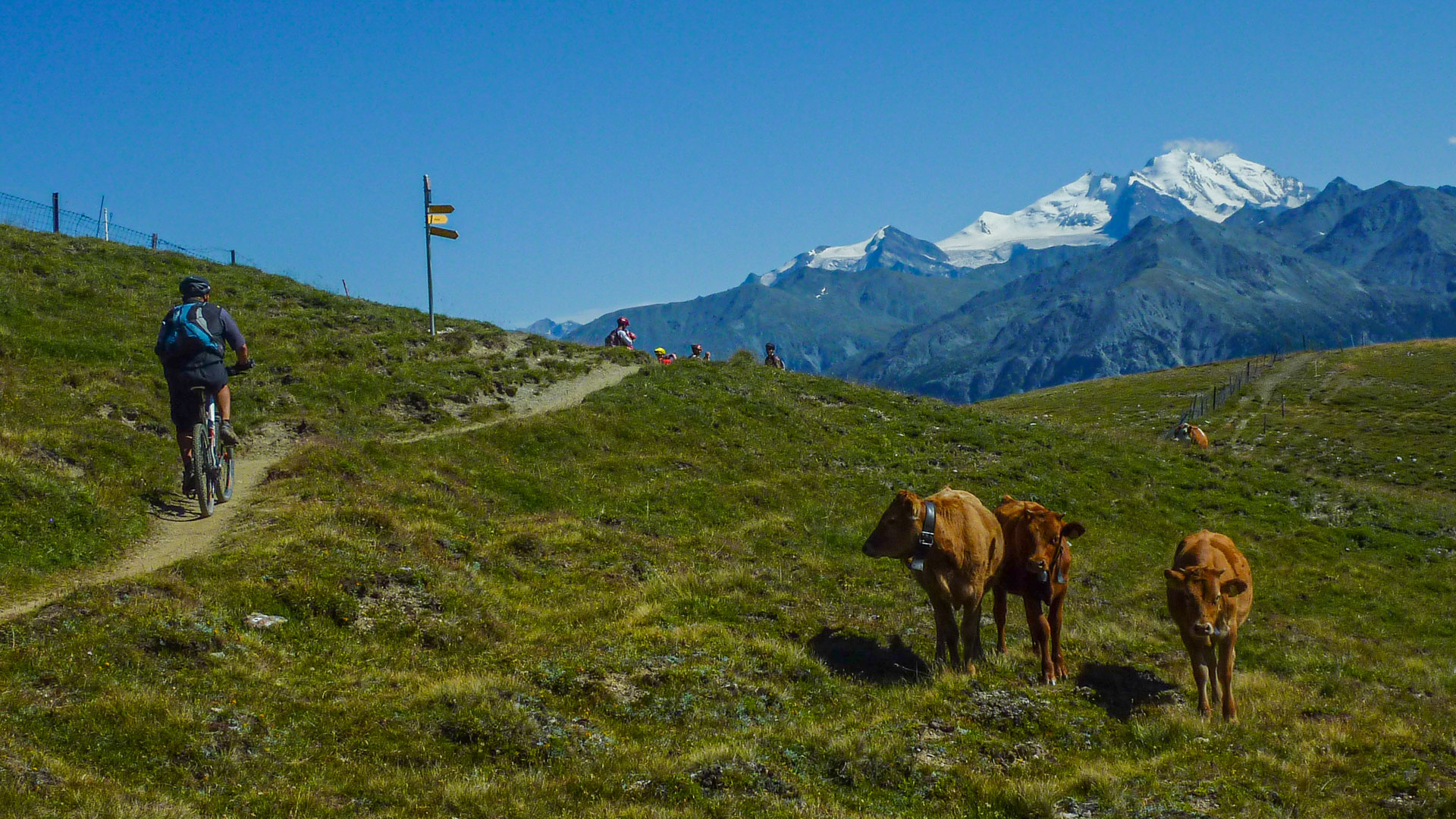 des vaches regardent un VTT passer sur un sentier monotrace typique des Alpes