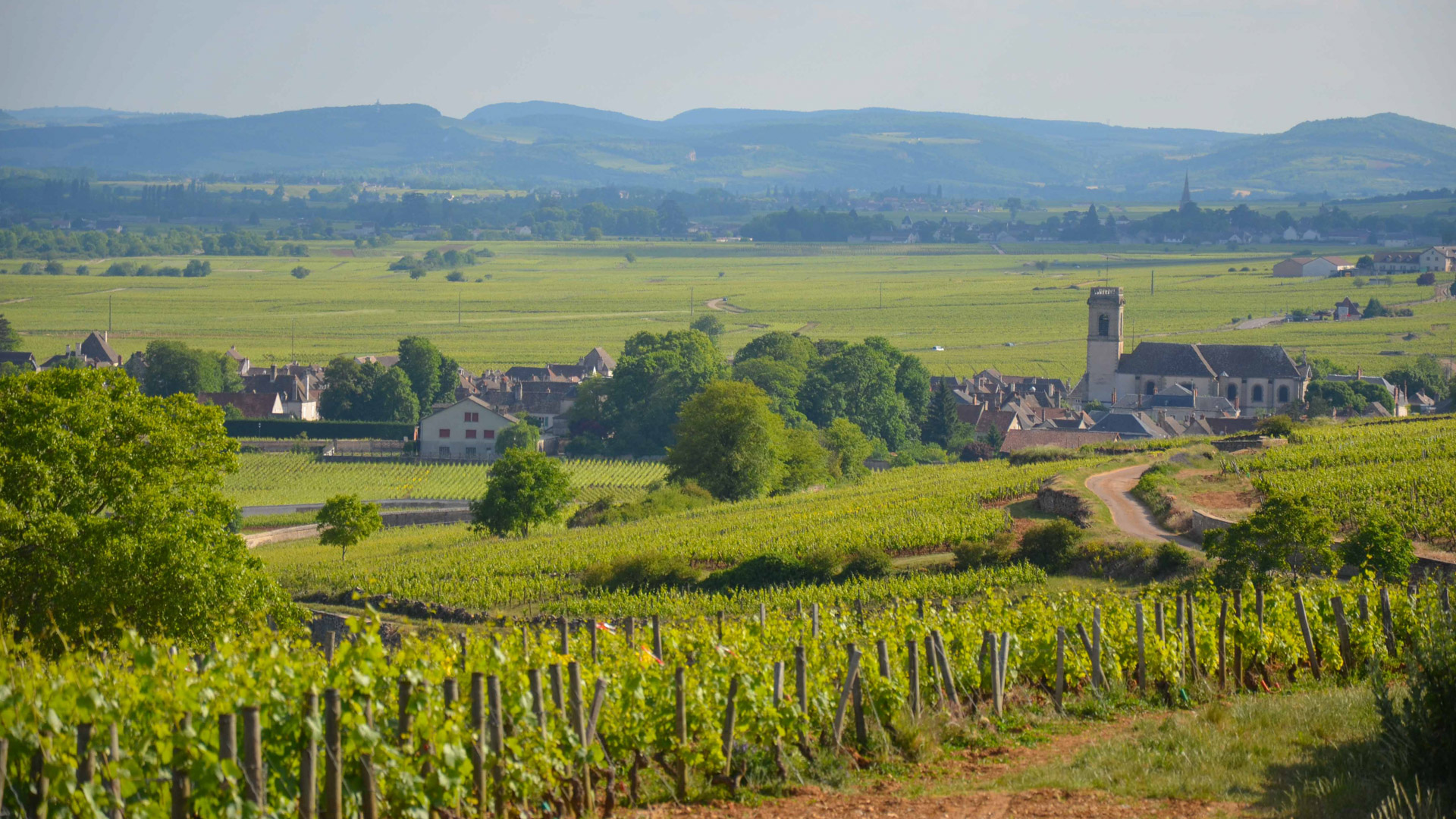 petite route à vélo dans le vignoble bourguignon