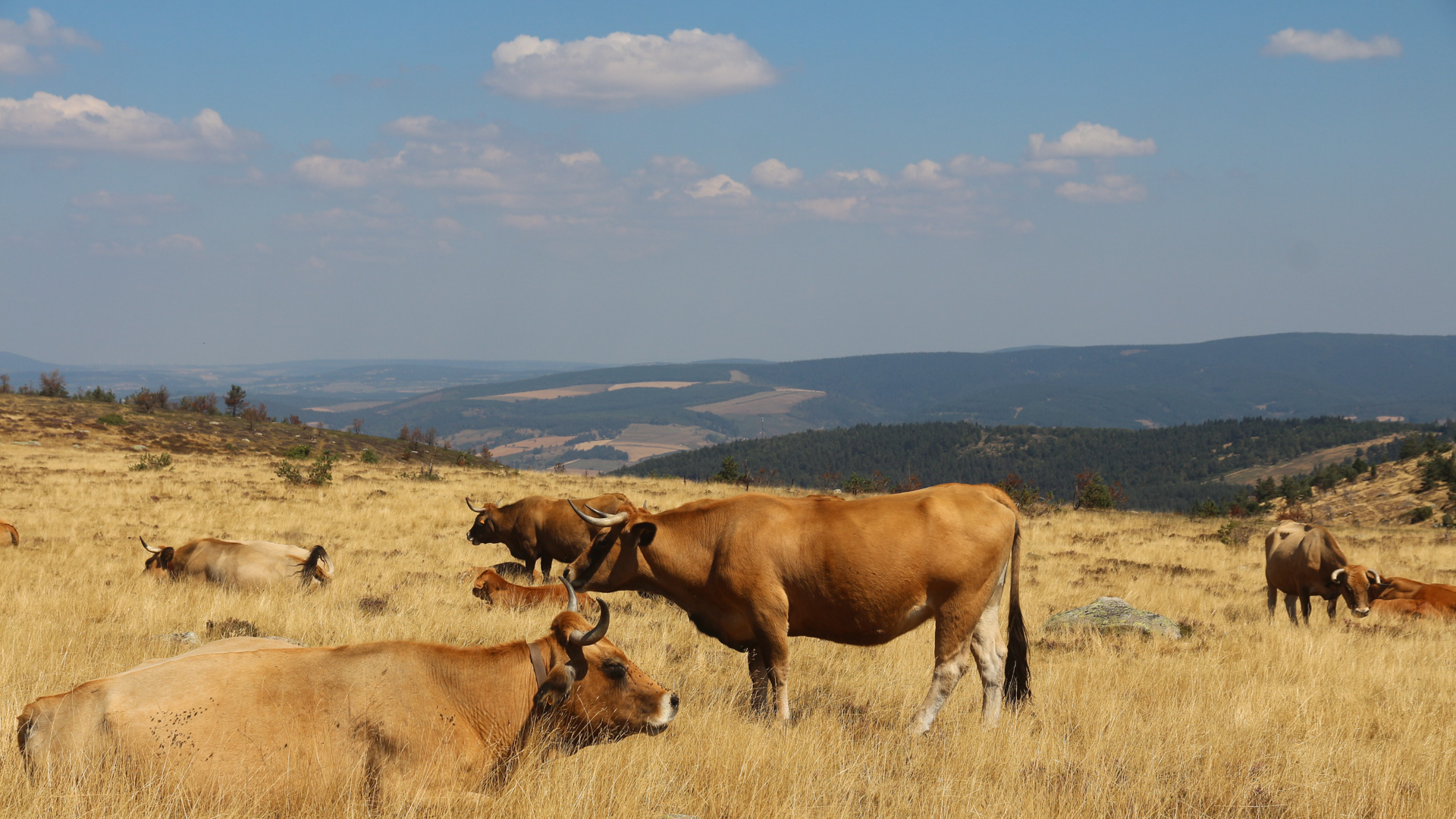 Vaches dans un pré jaunit par la chaleur de l'été
