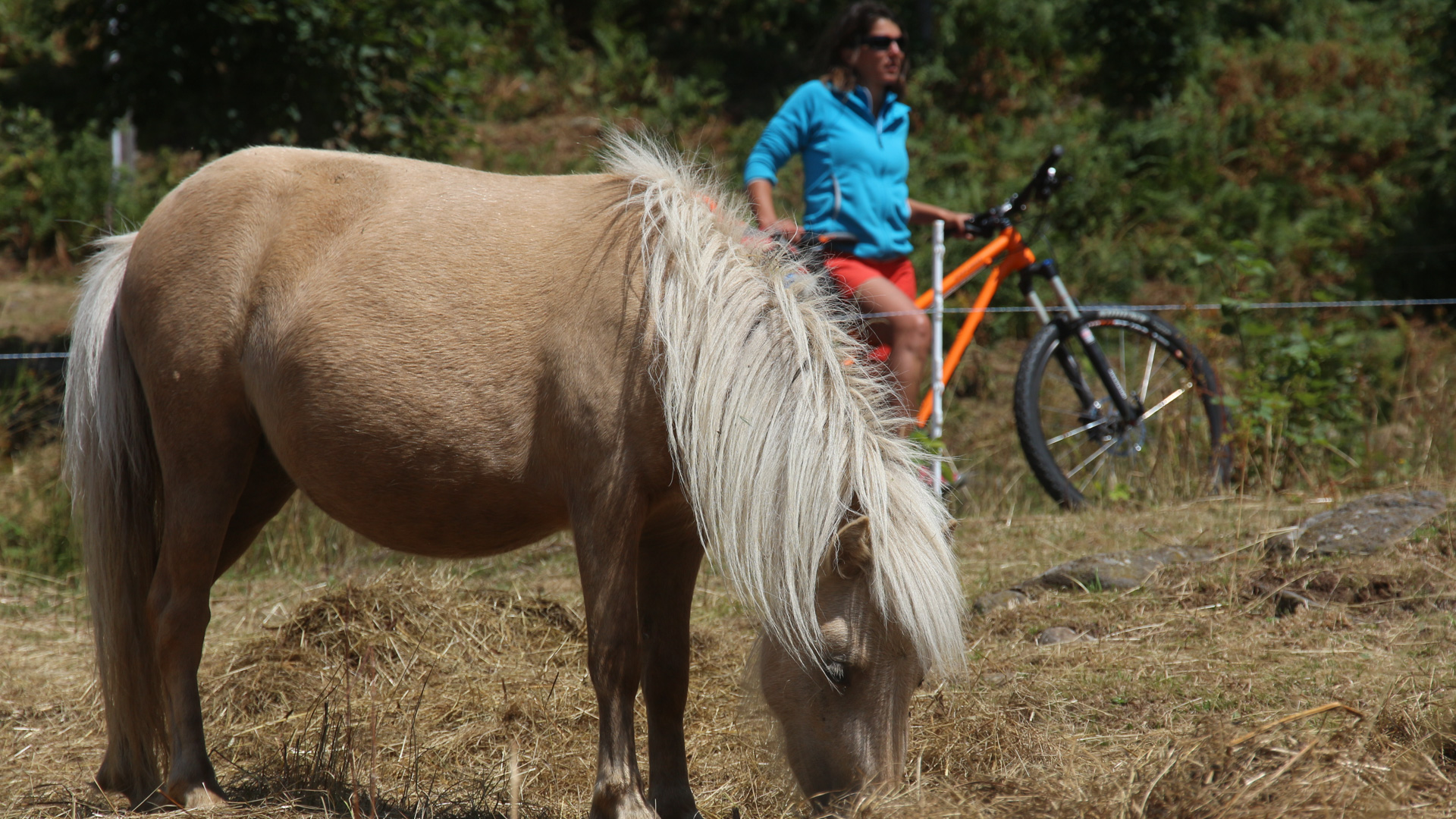 Femme à VTT observe un cheval dans un prés du plateau du Causse Méjean