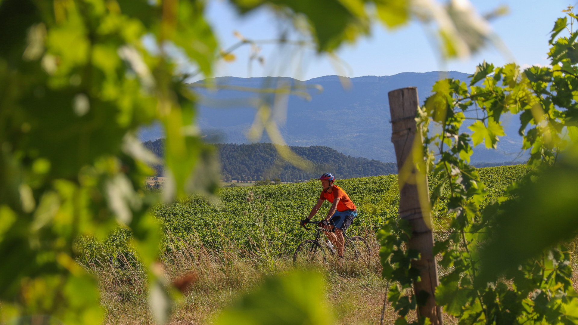 un cycliste au milieu des parcelles du vignoble de la Clairette de Die