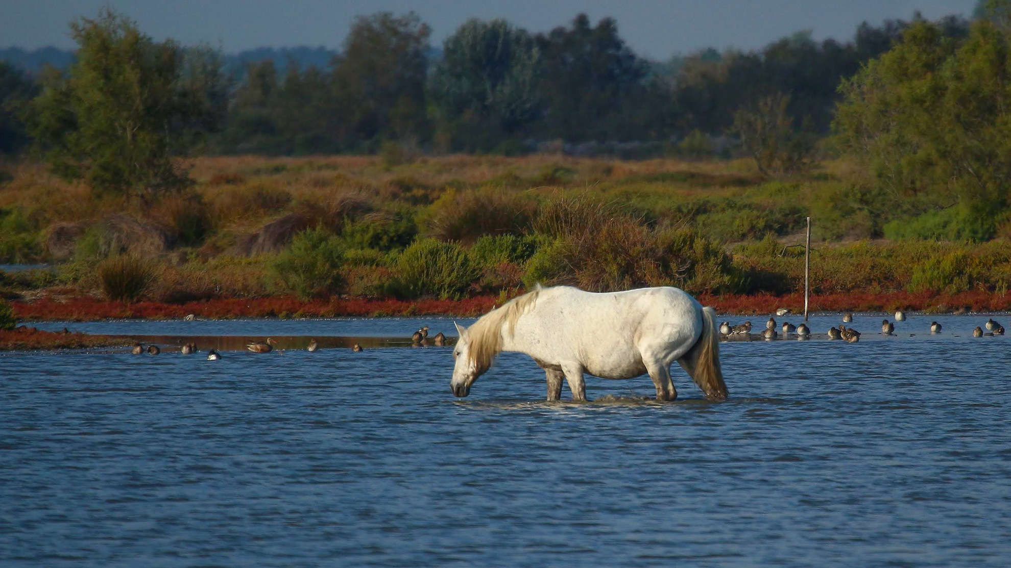 cheval camarguais dans un marais