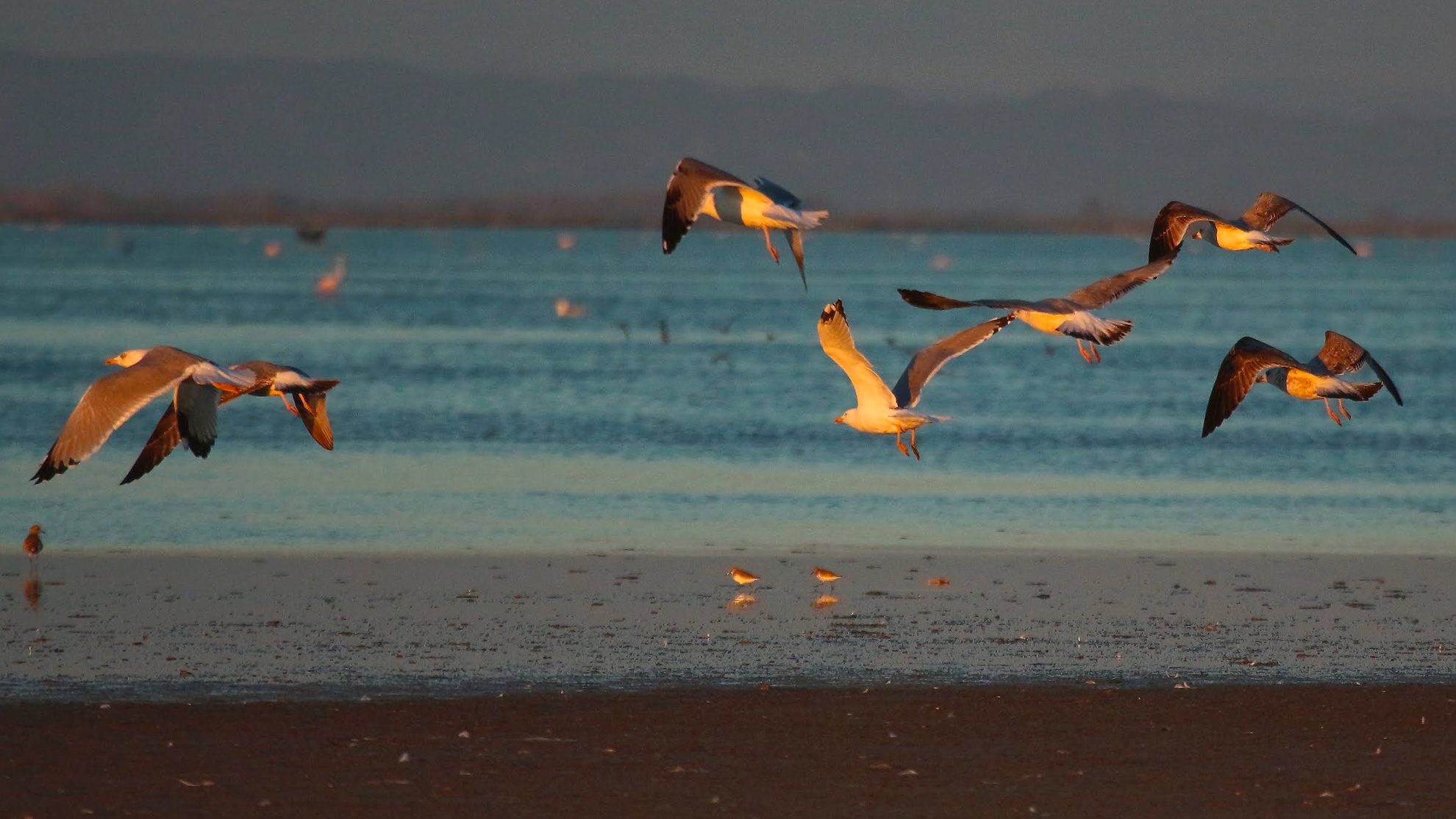 oiseaux marins en Camargue