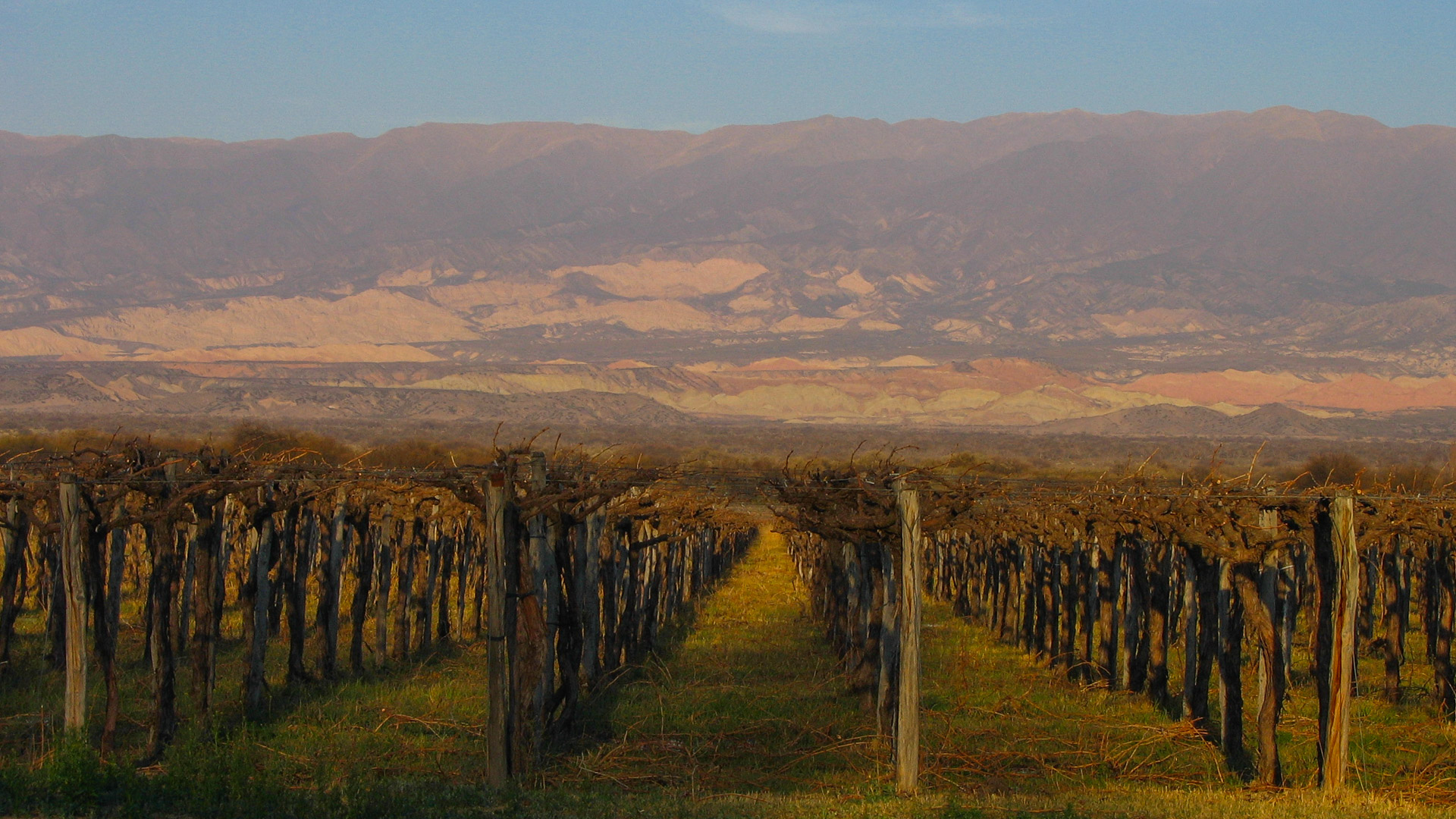 mulière du coucher du soleil sur les vignobles de Cafayate, l'un des plus réputés d'Argentine, avec en toile de fond une chaîne de montagne