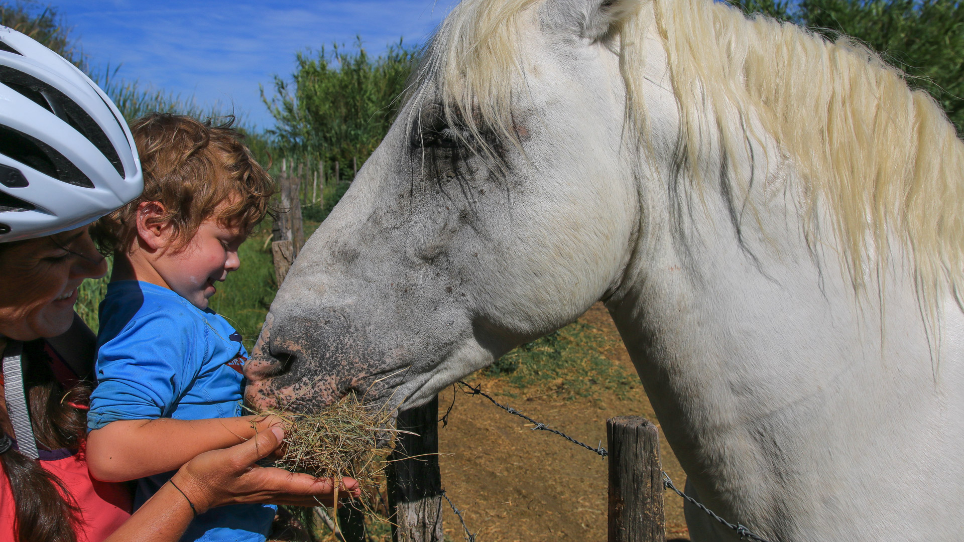 un enfant donnant à manger à un cheval camarguais