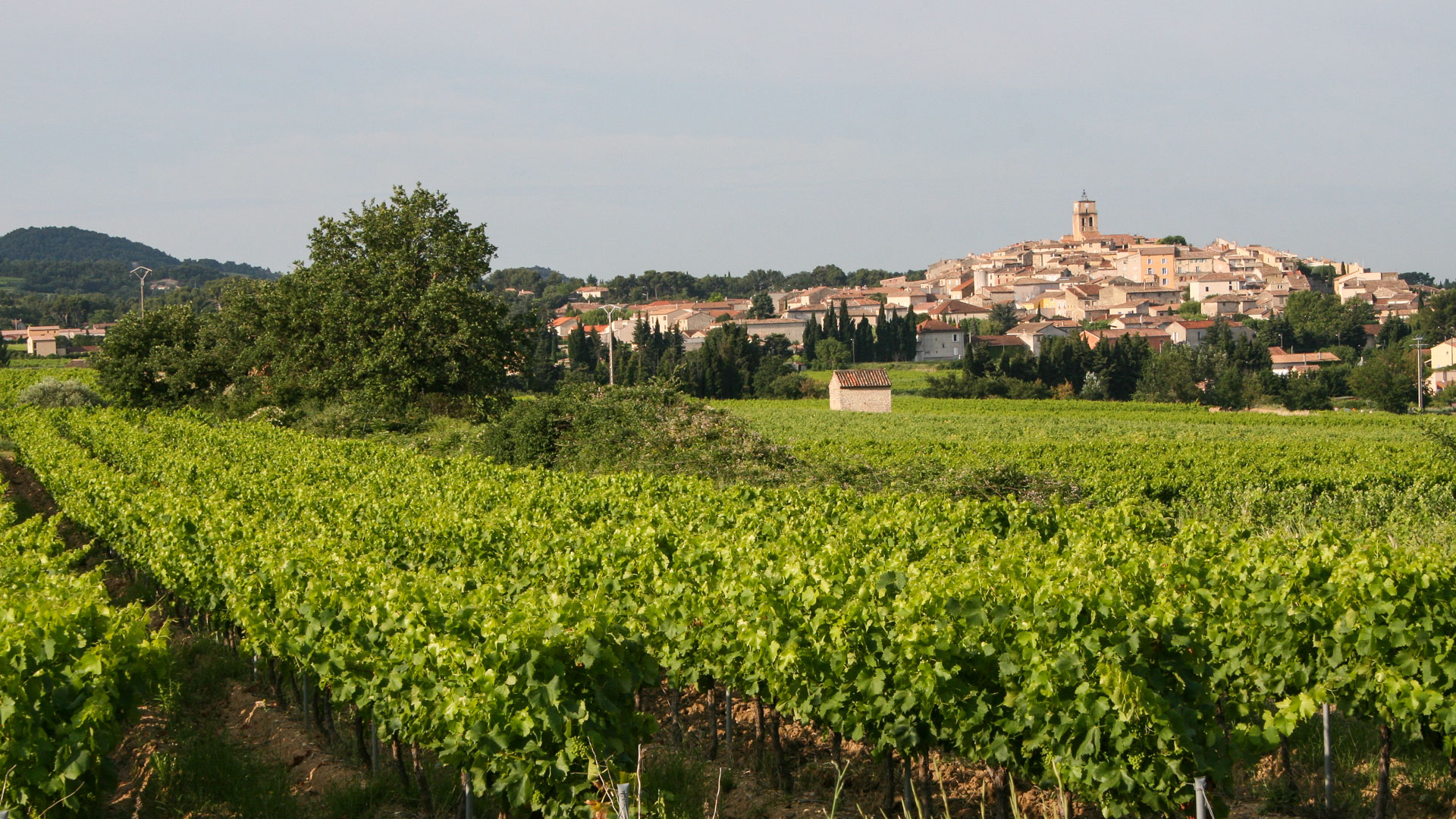 vignobles et village de Provence
